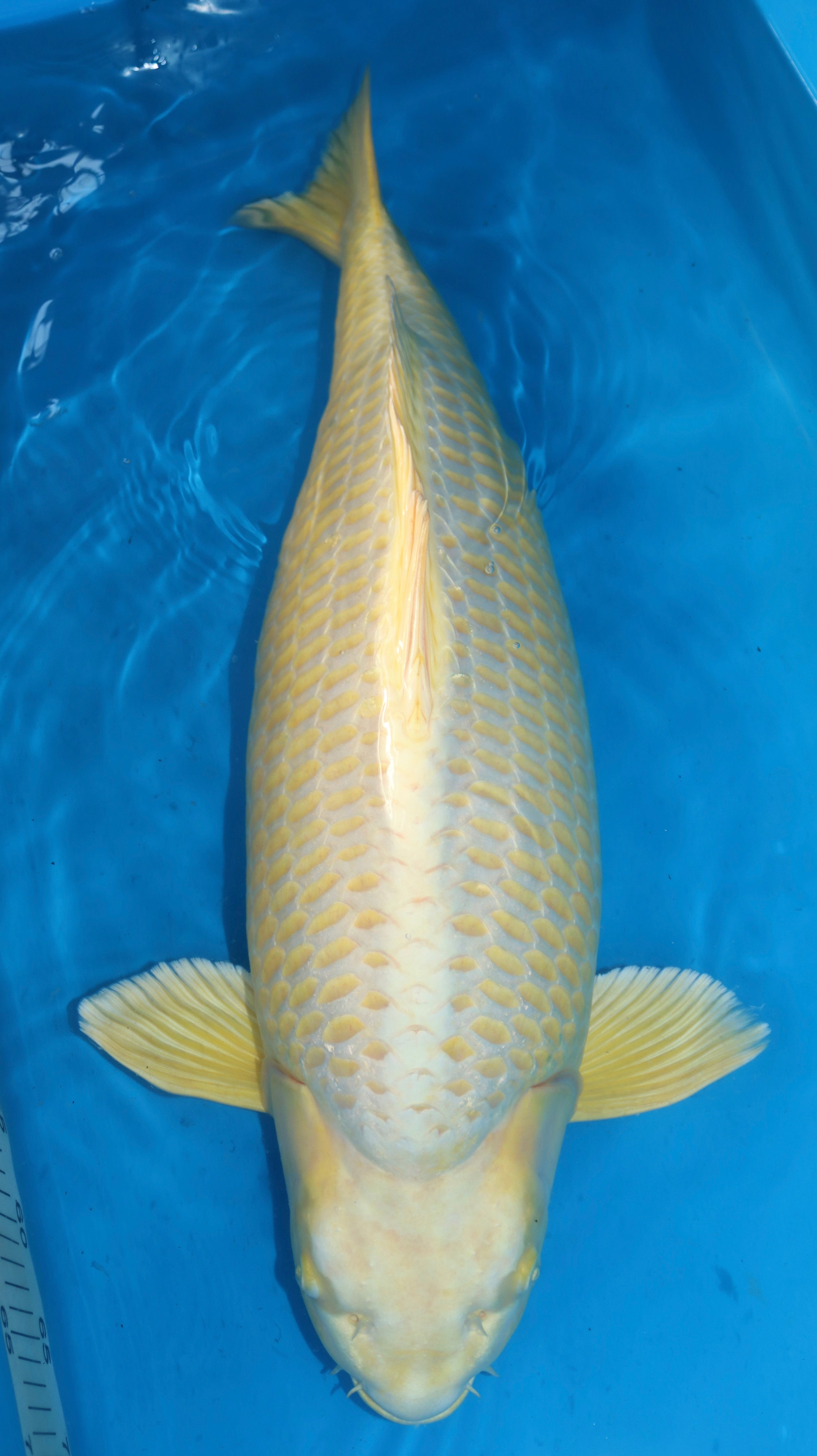 26MOM038S Yamabuki ogon