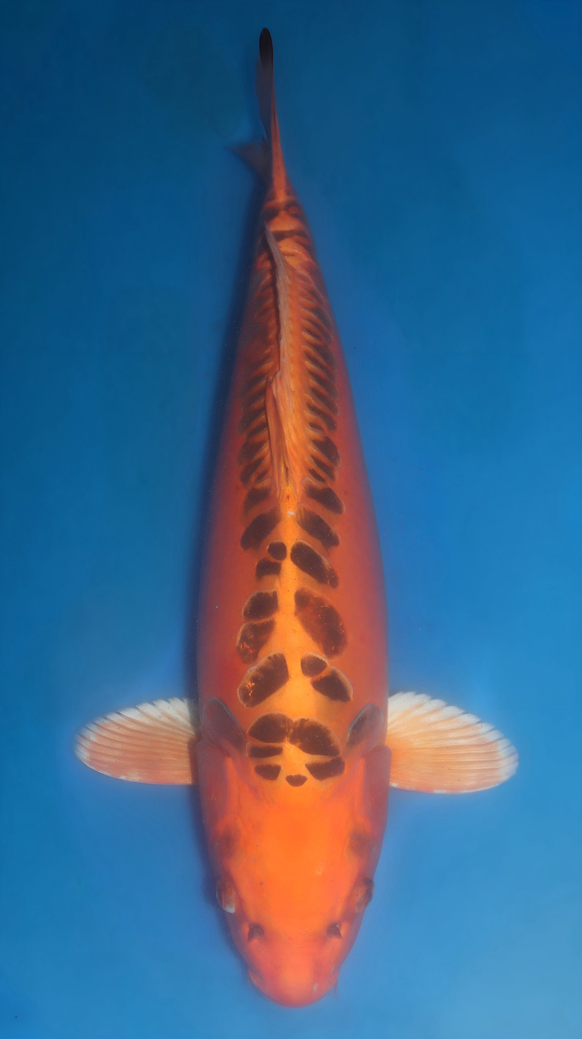 26MRS011S Mizuoh ogon