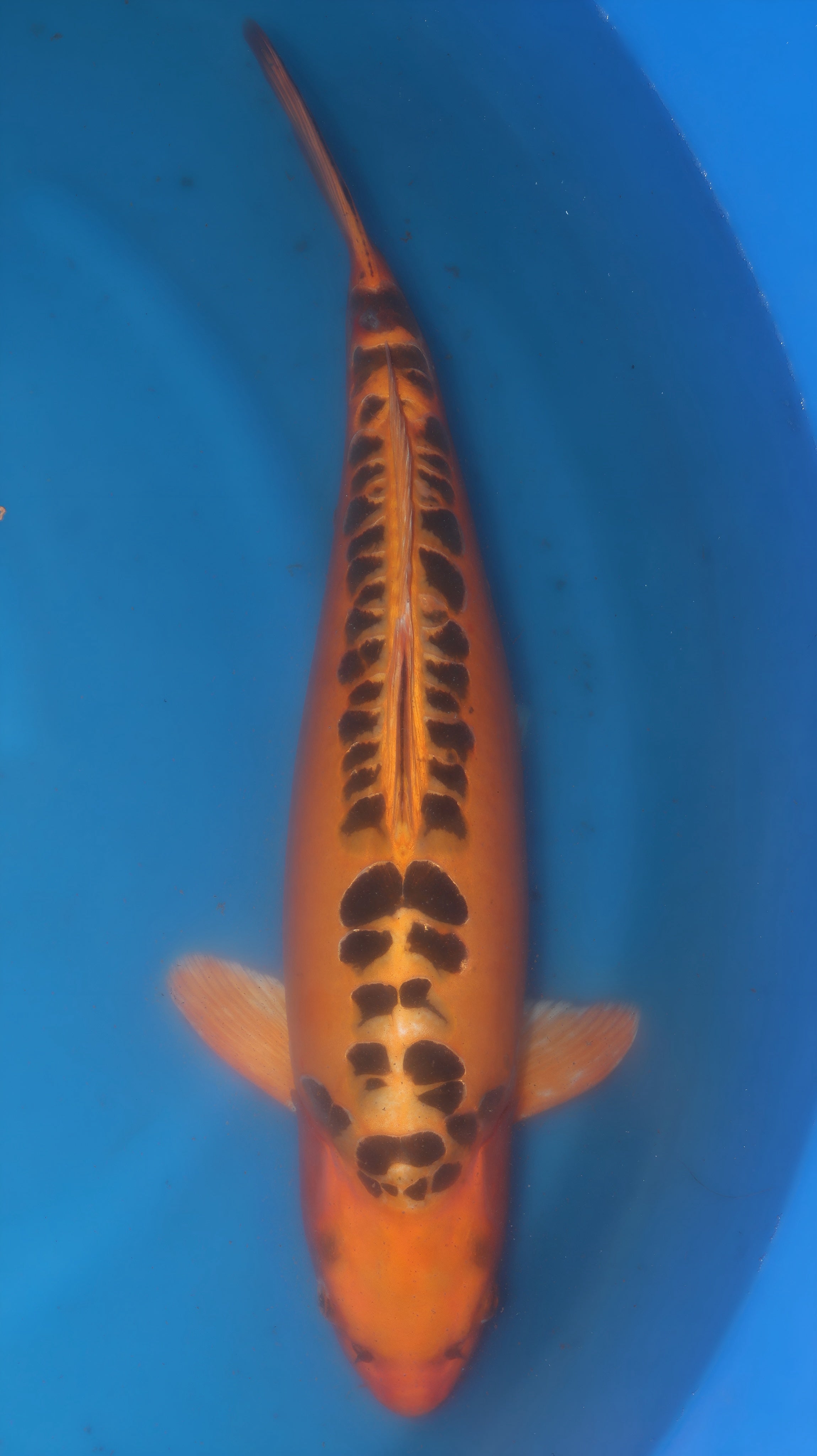 26MRS015S Mizuoh ogon