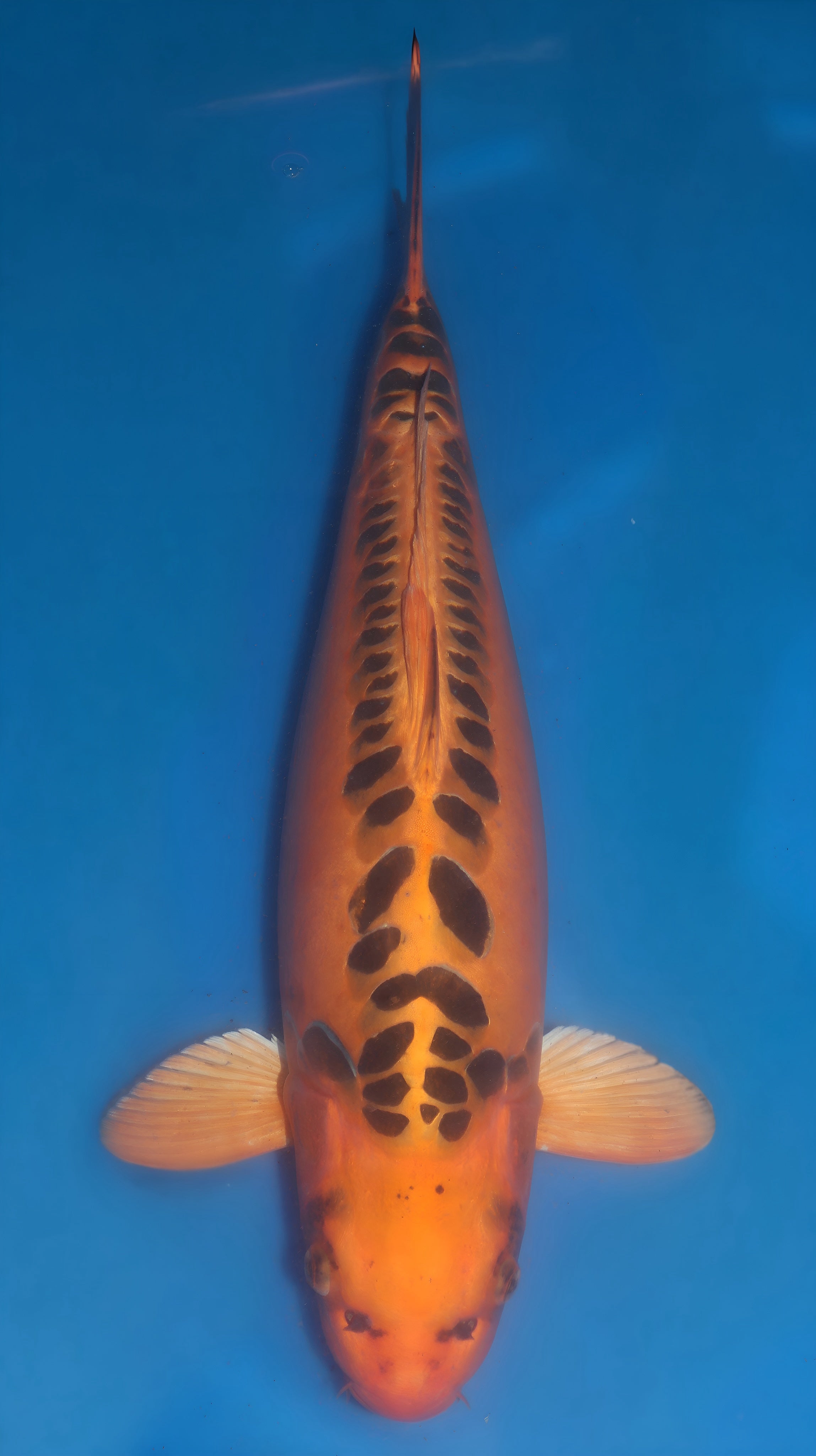 26MRS022S Mizuoh ogon