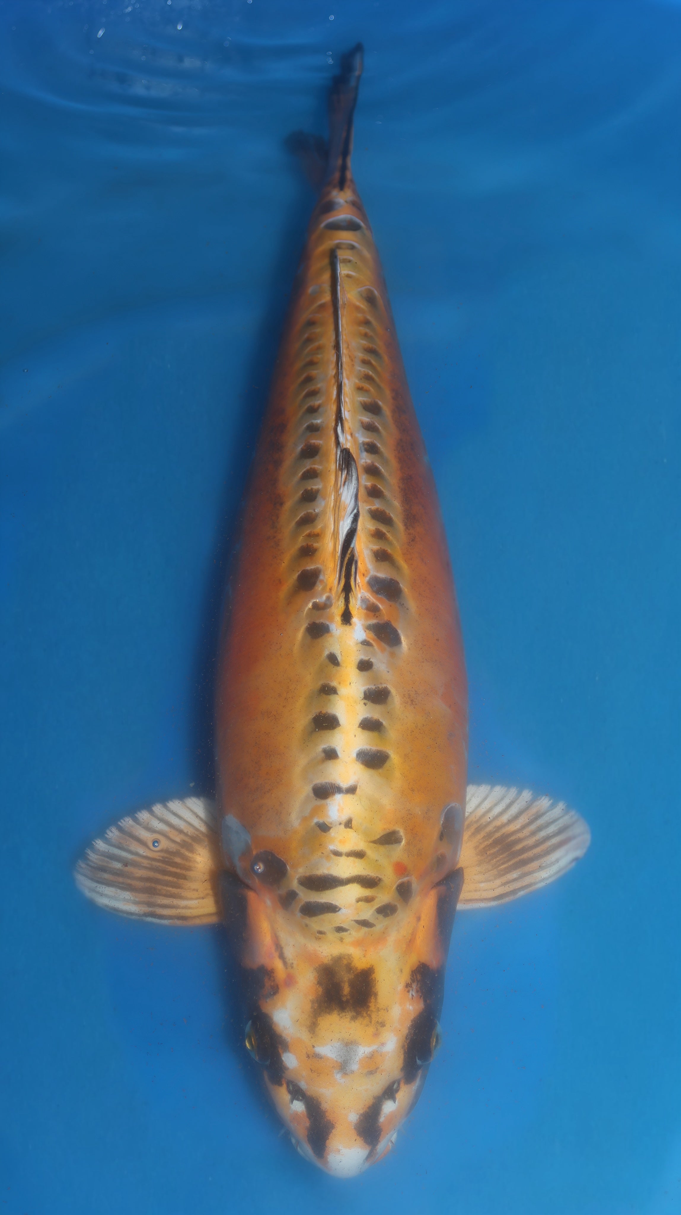 26MRS023S Ki kikokuryu