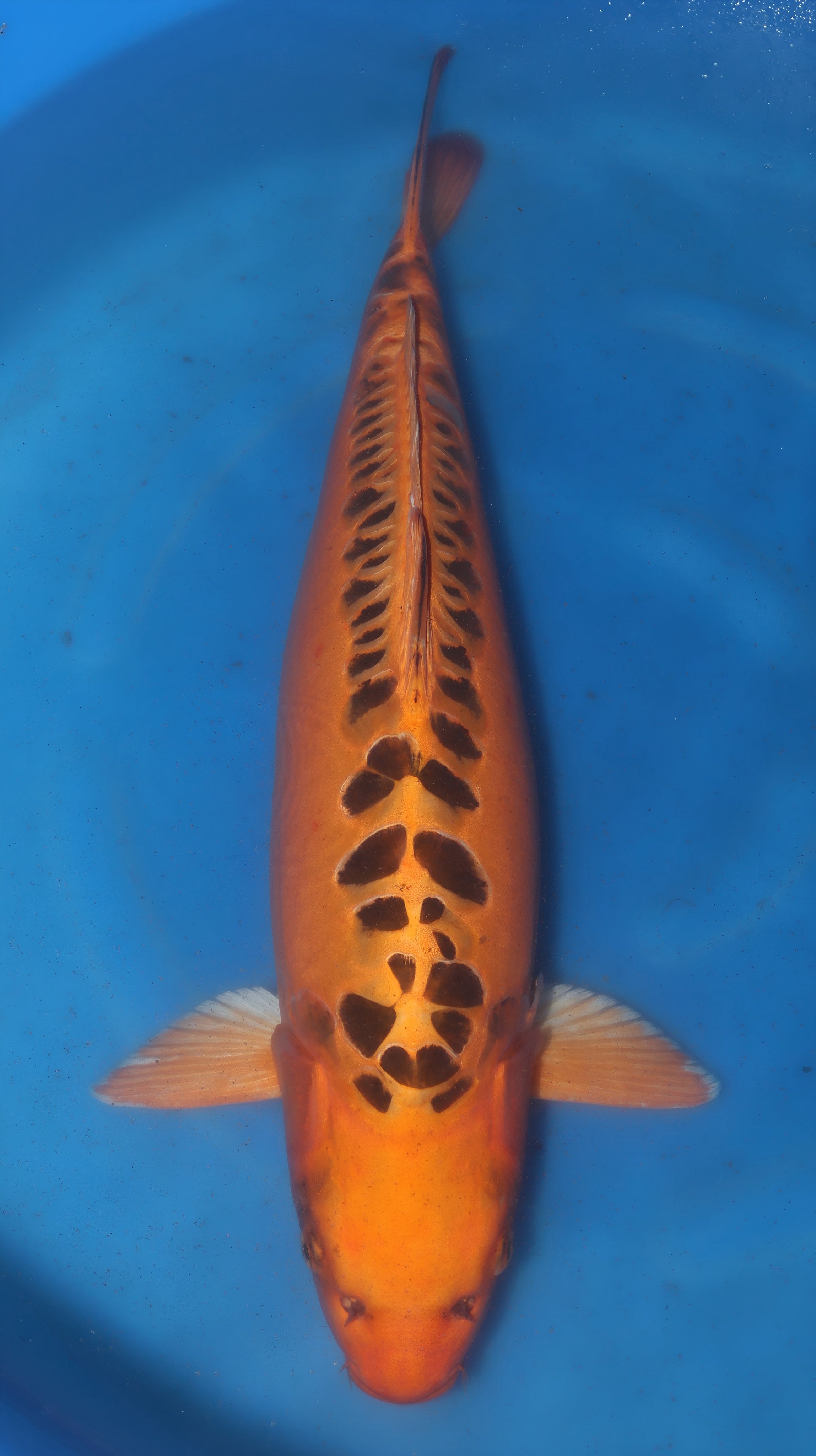 26MRS025S Mizuoh ogon