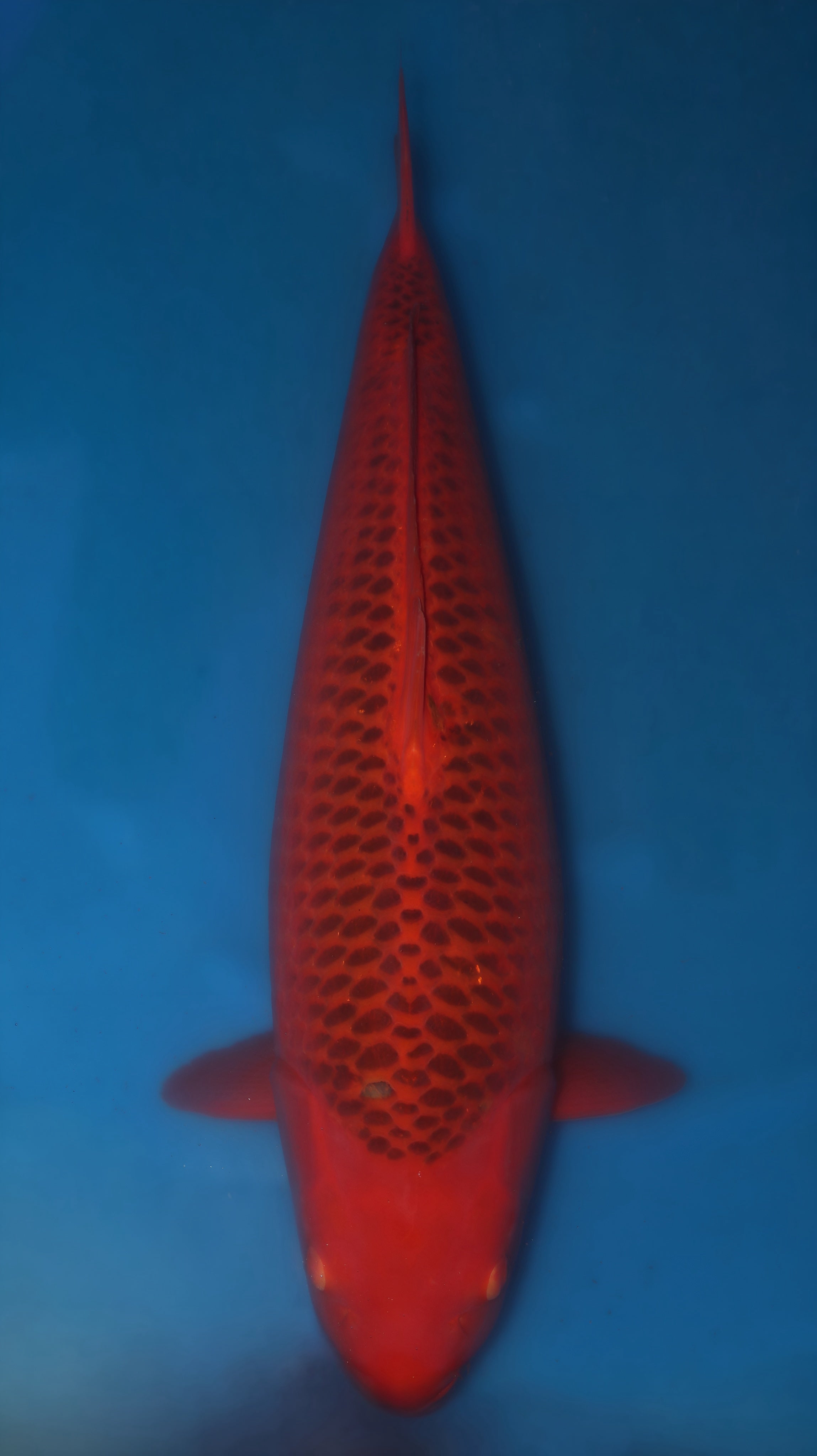 26MRS027S Aka Matsuba