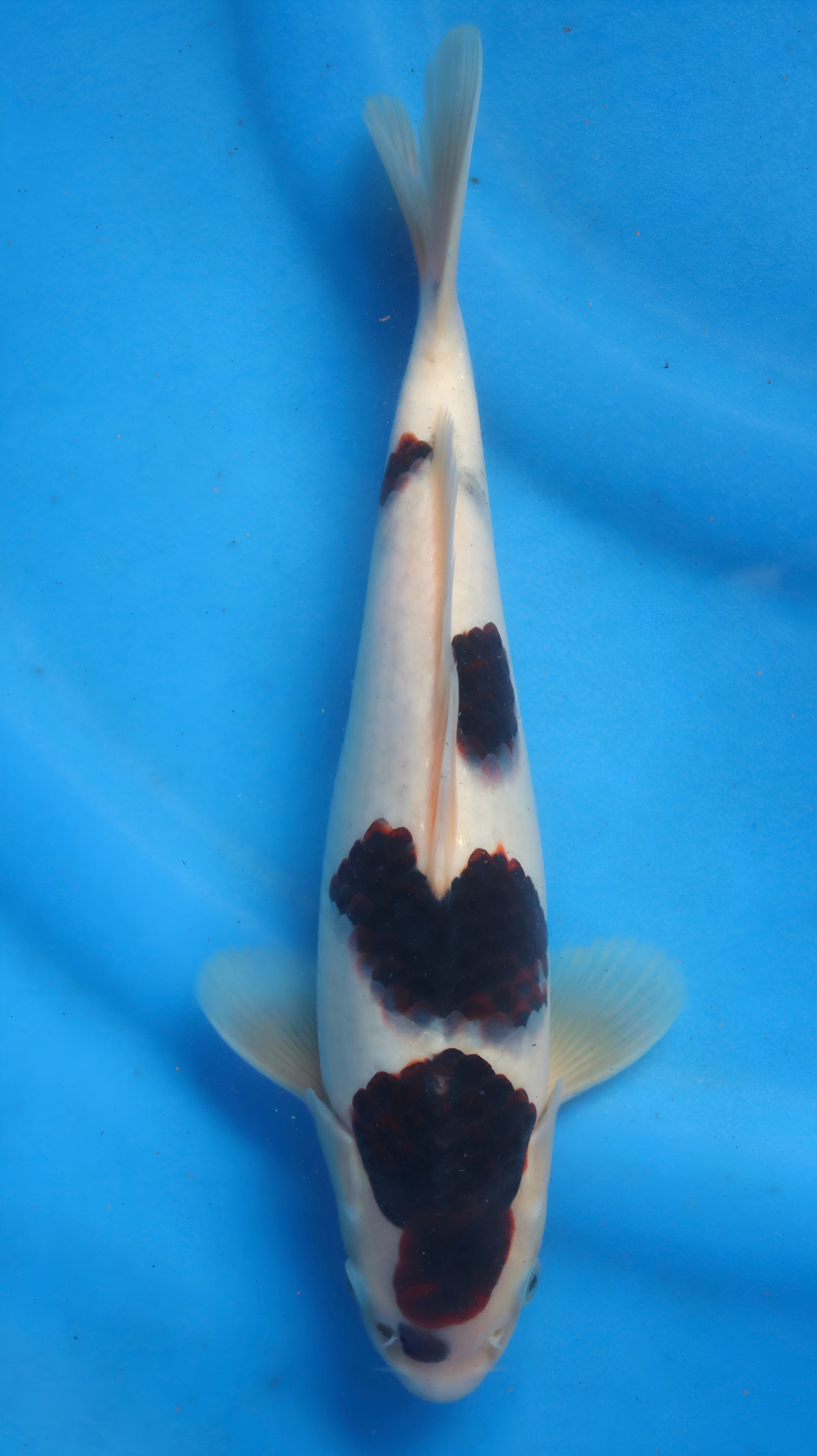 26OGT020S Sumi goromo