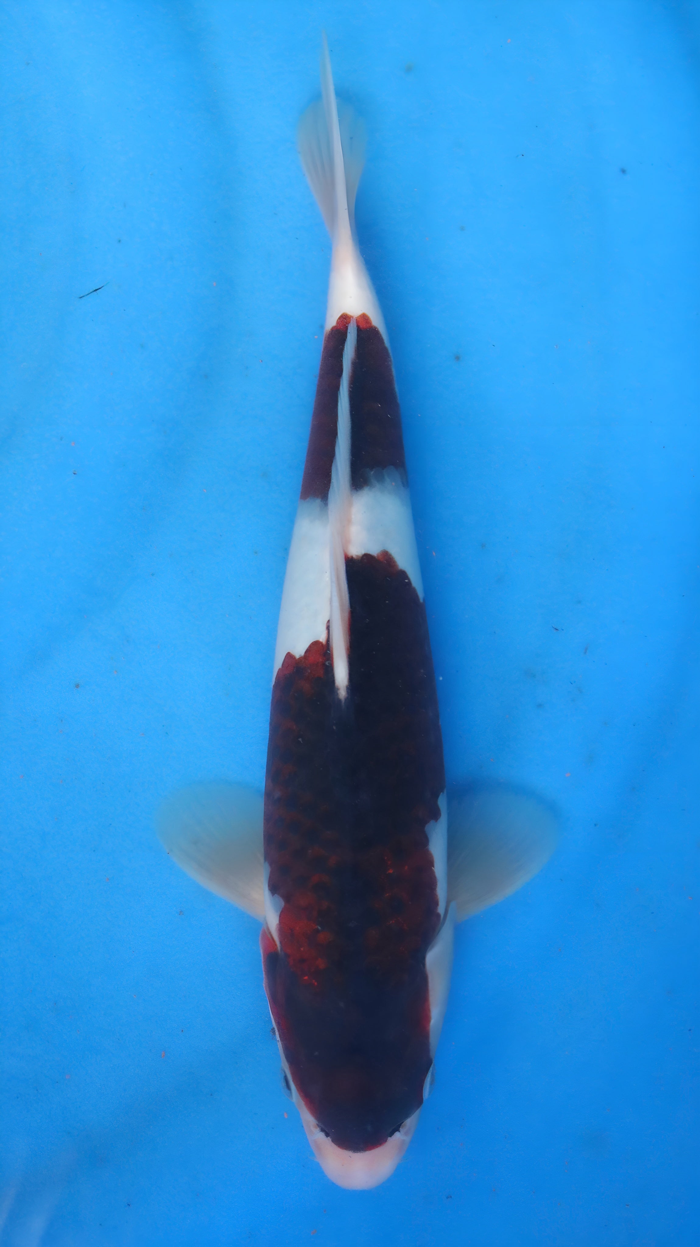 26OGT025S Budo Goromo