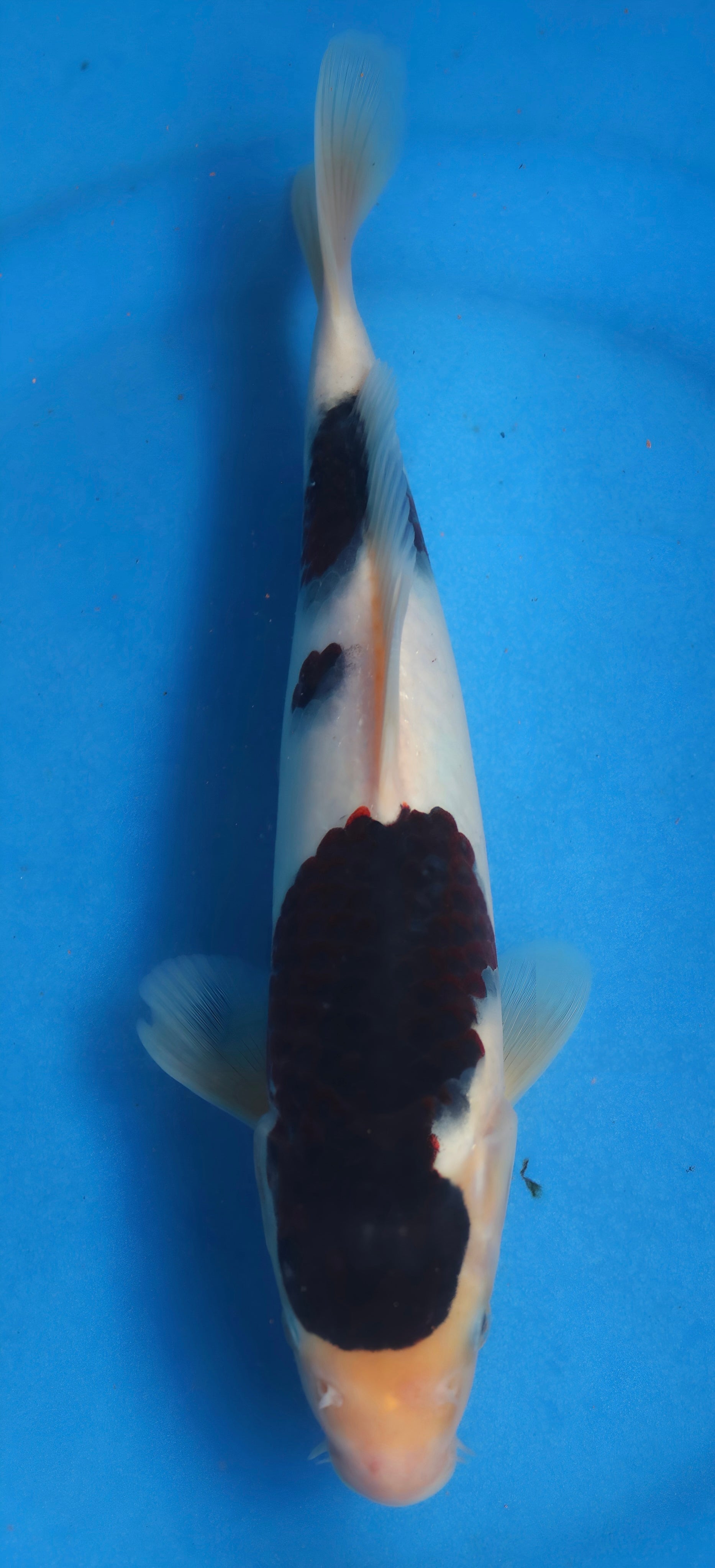 26OGT027S Sumi goromo