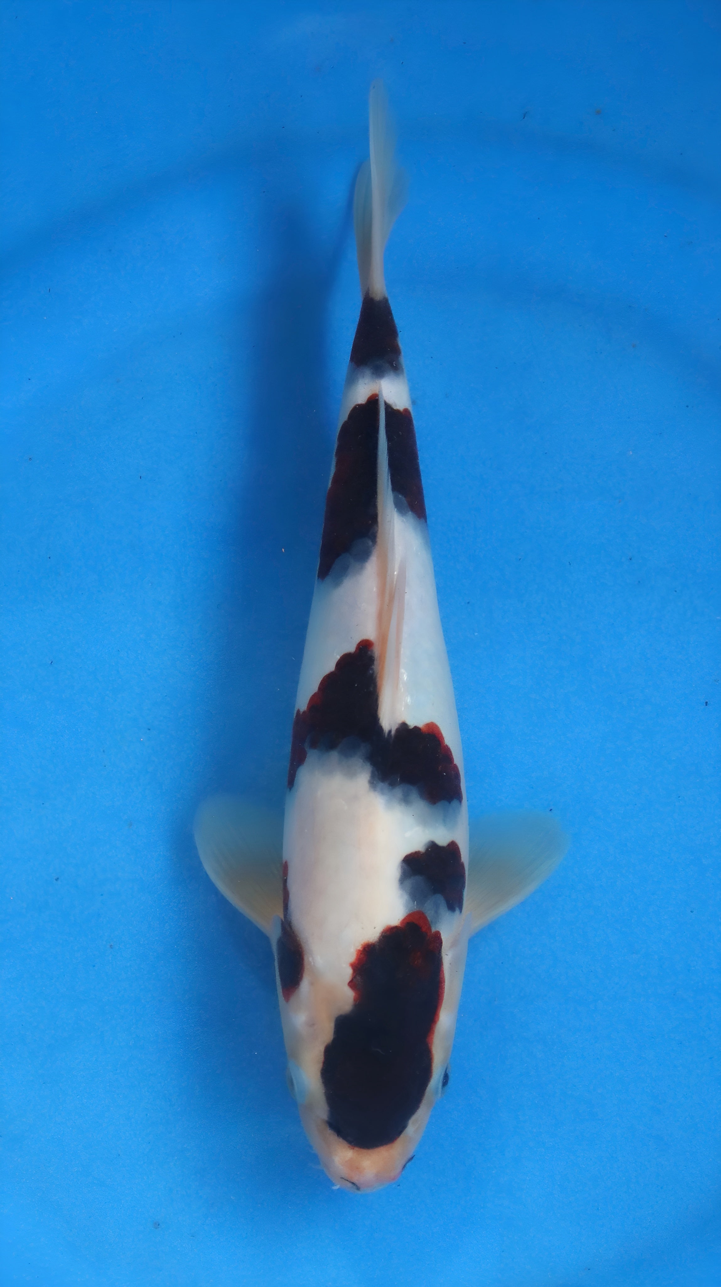 26OGT031S Sumi goromo