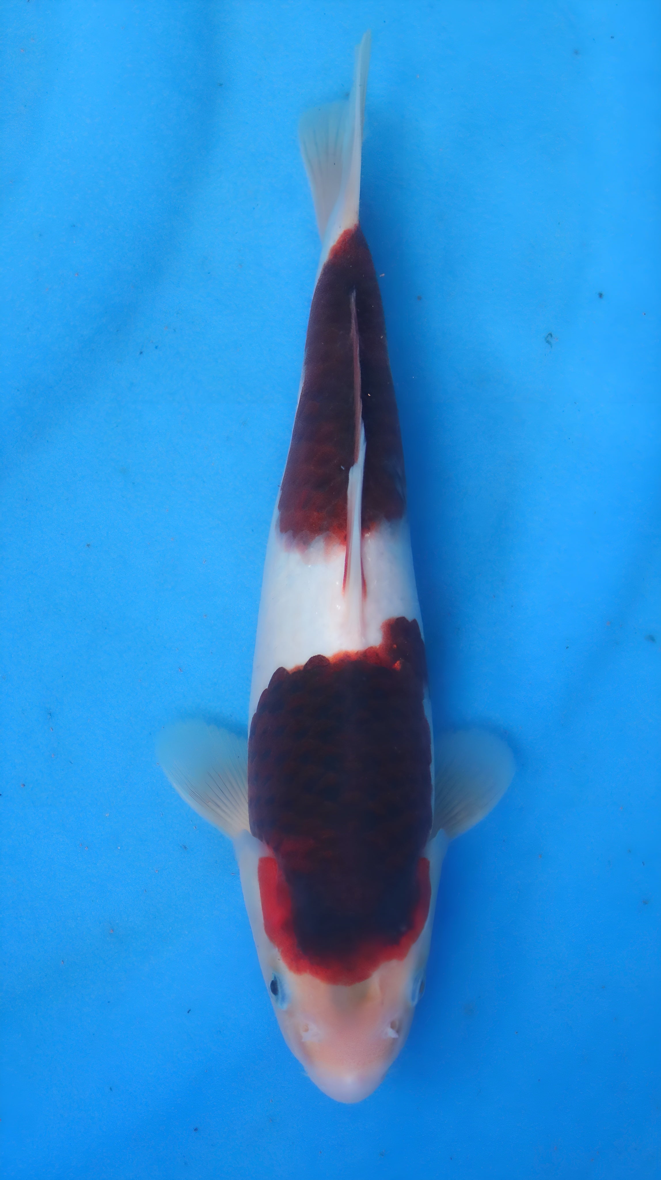 26OGT035S Budo goromo