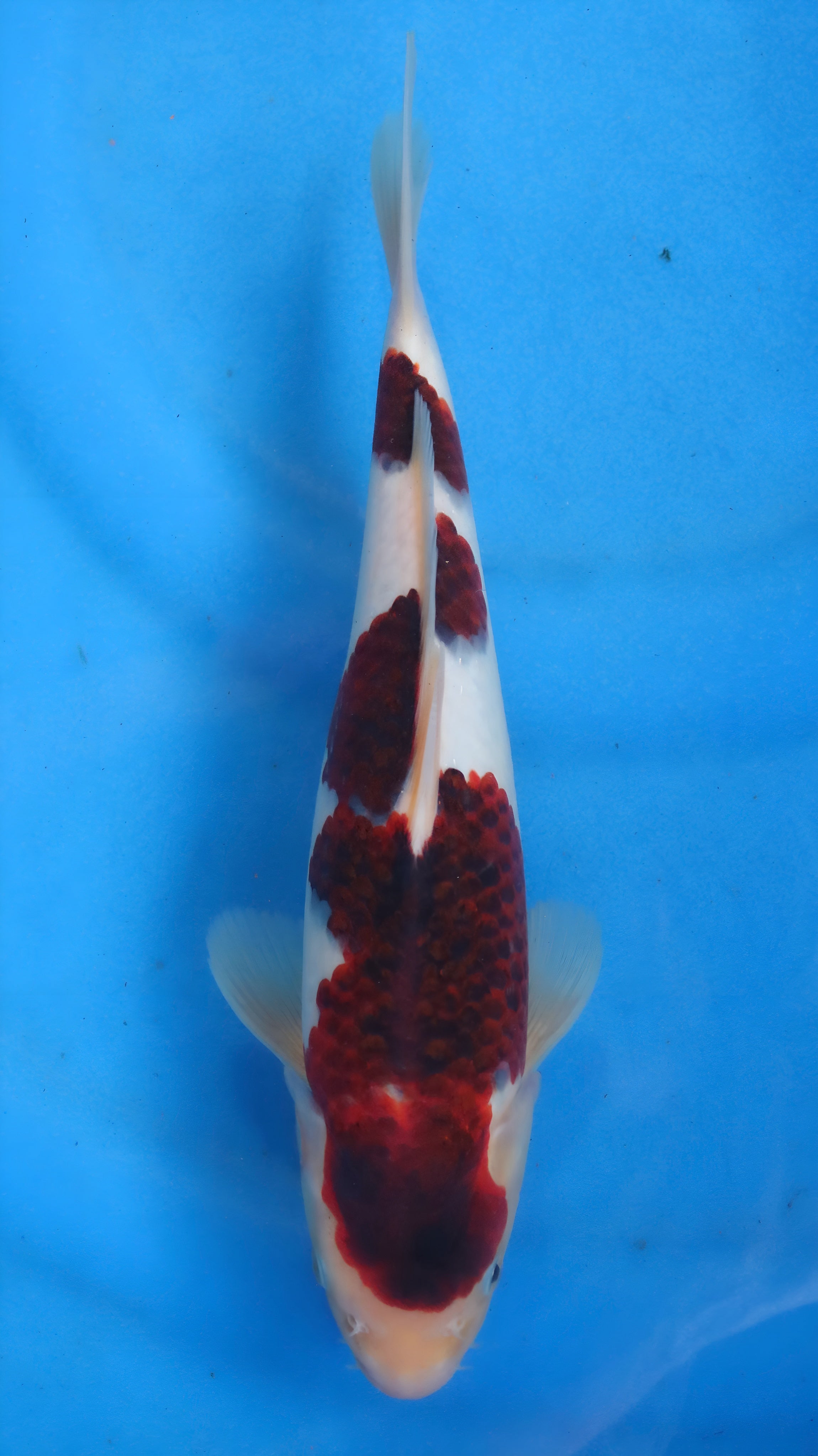 26OGT036S Budo goromo