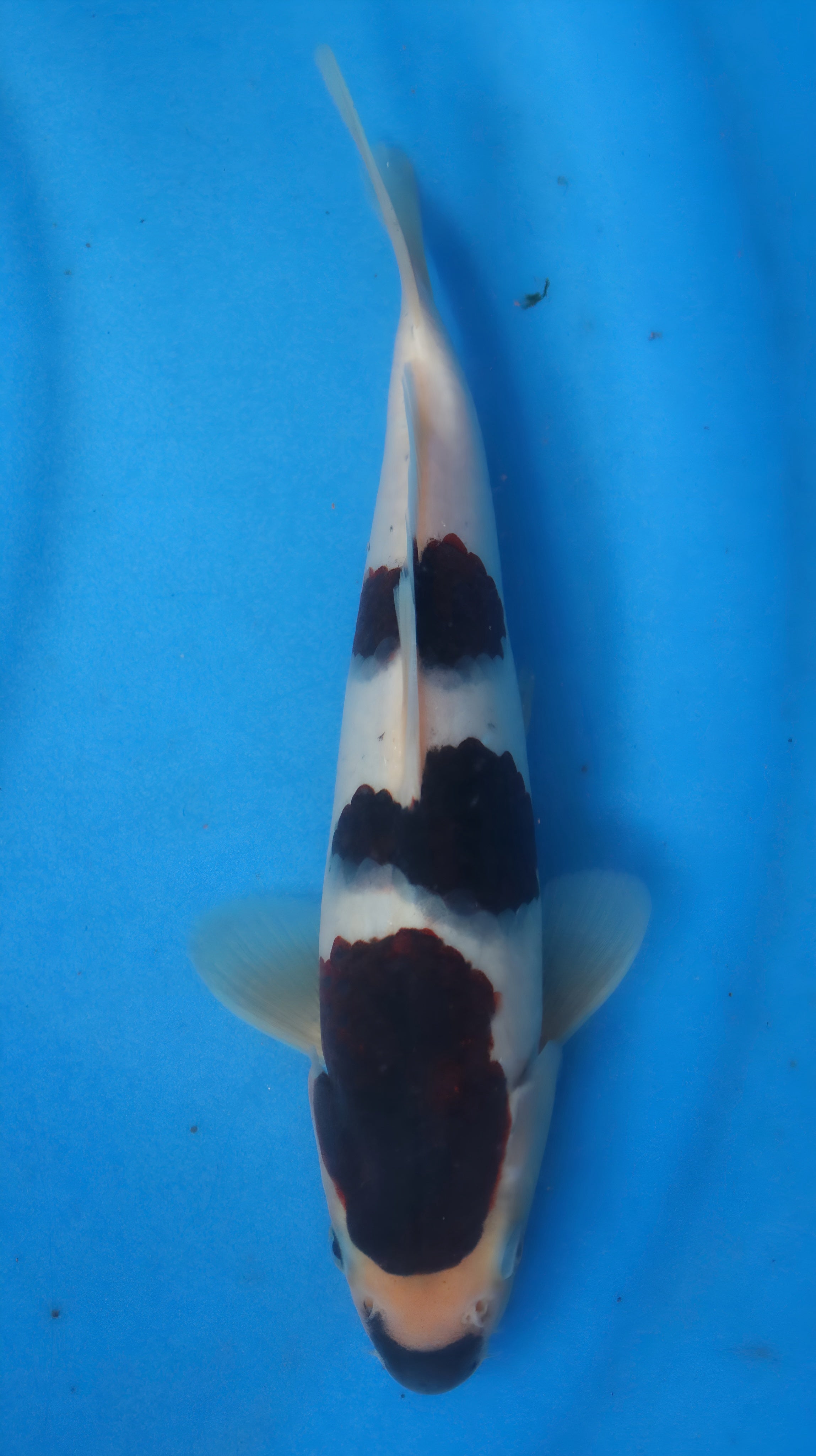 26OGT037S Sumi goromo