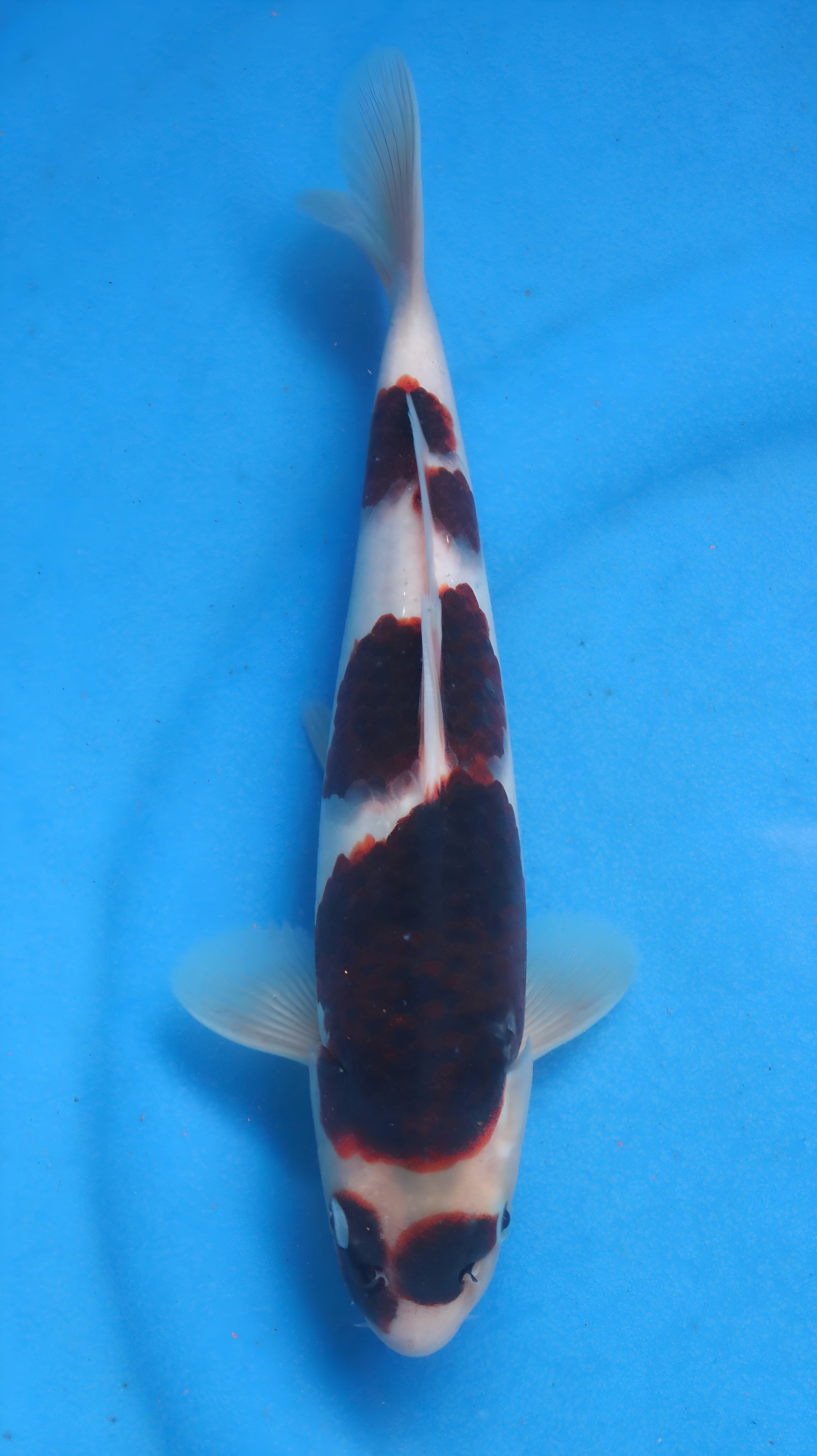 26OGT048S Budo goromo