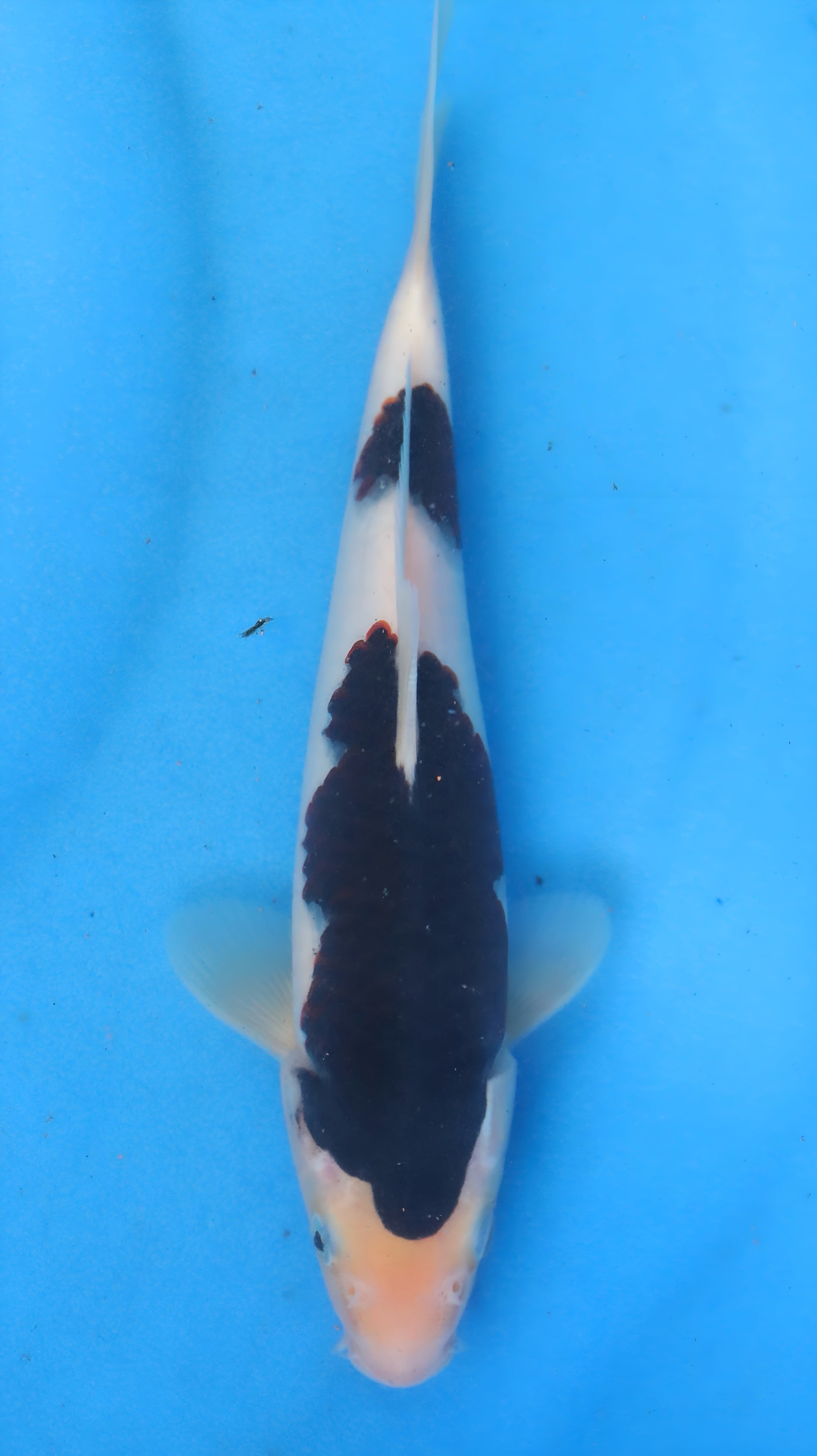 26OGT049S Sumi Goromo