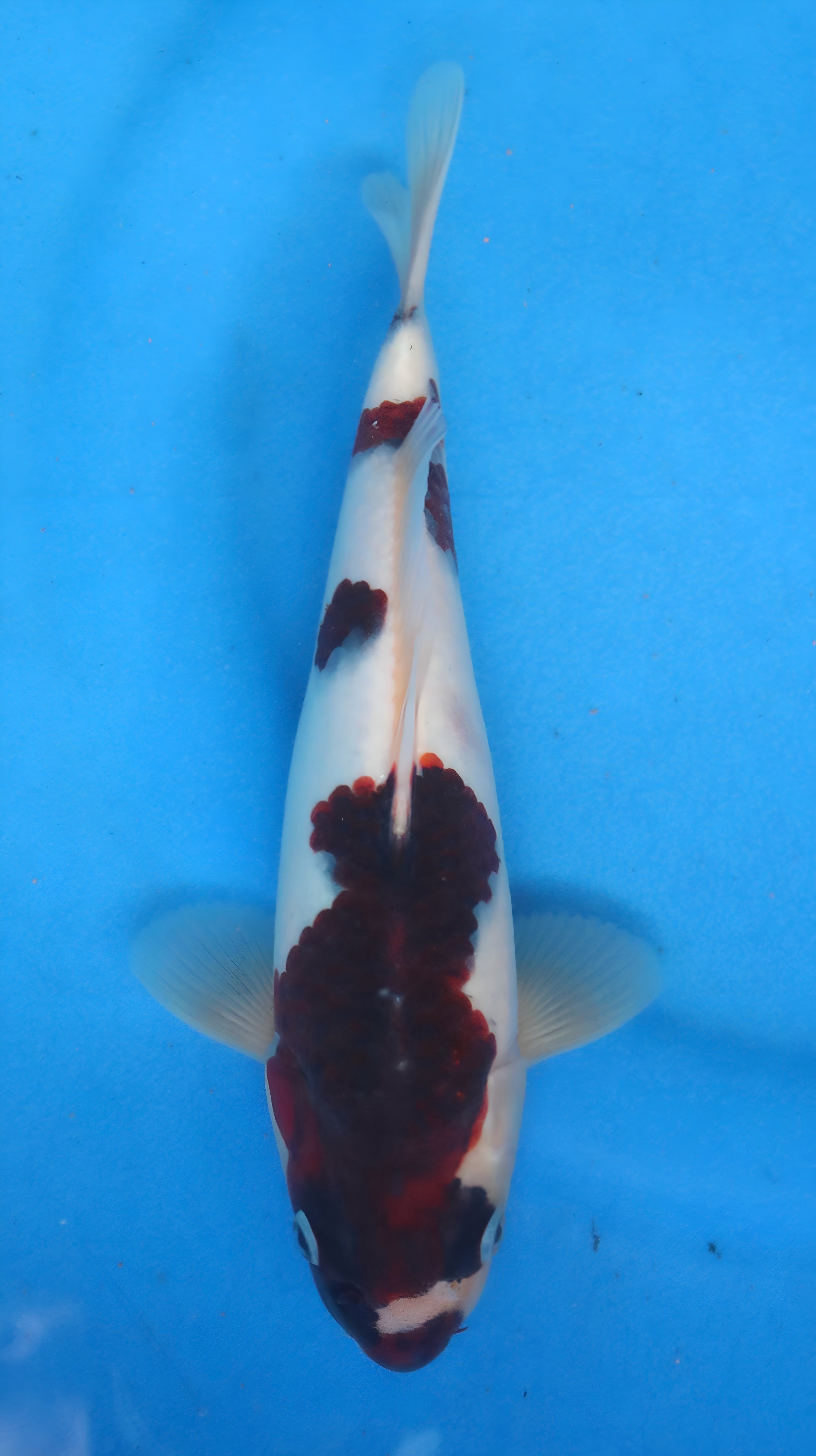 26OGT050S Budo goromo