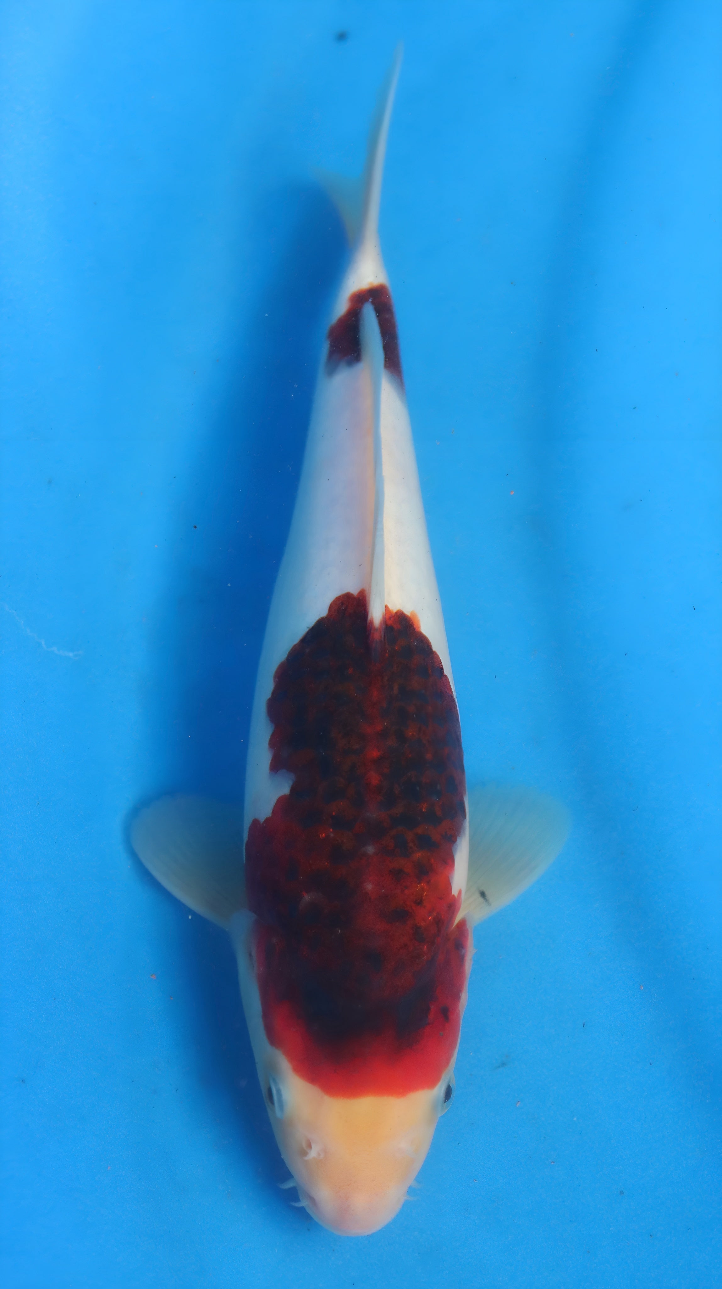 26OGT052S Budo goromo