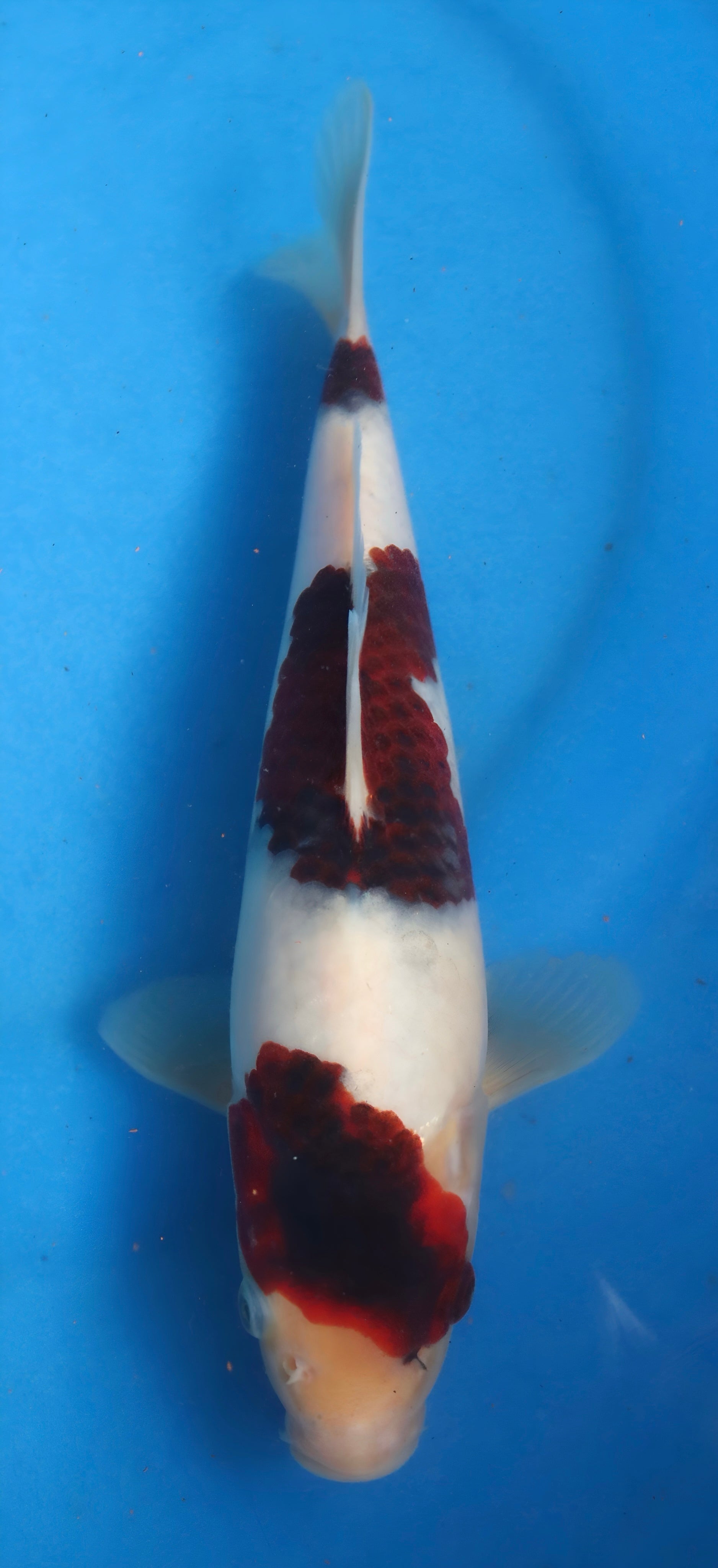 26OGT055S Budo goromo