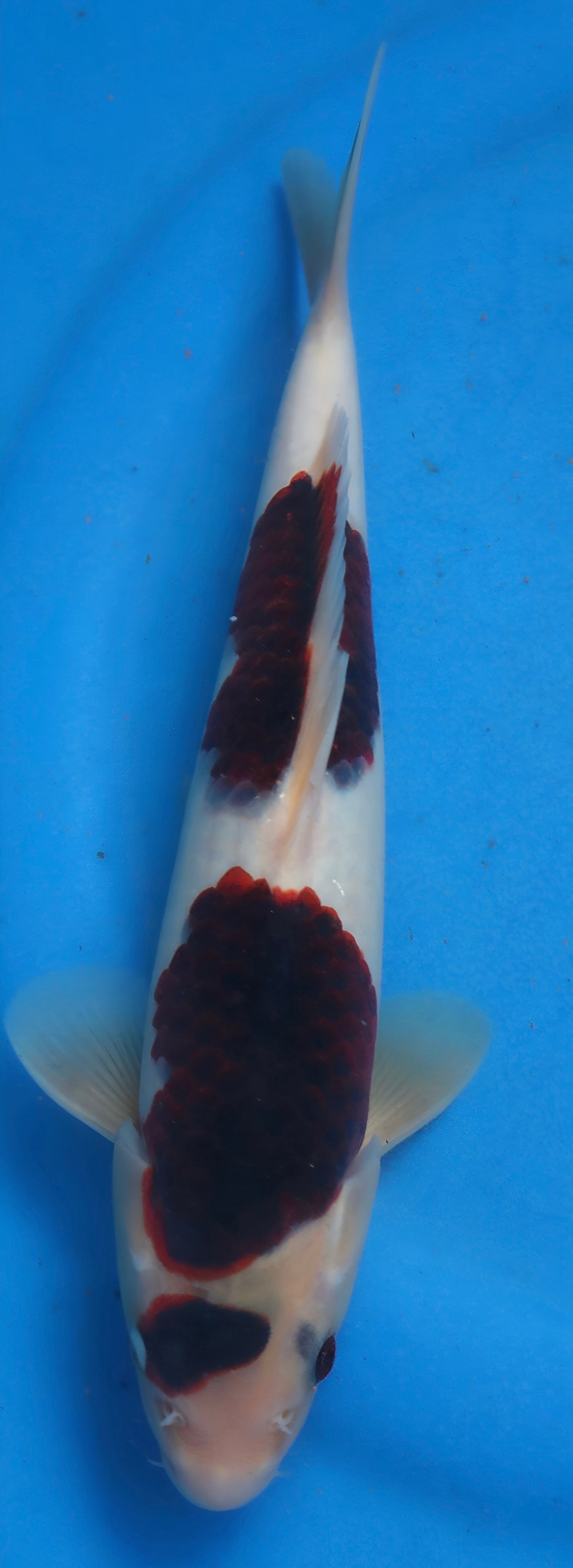 26OGT059S Budo goromo