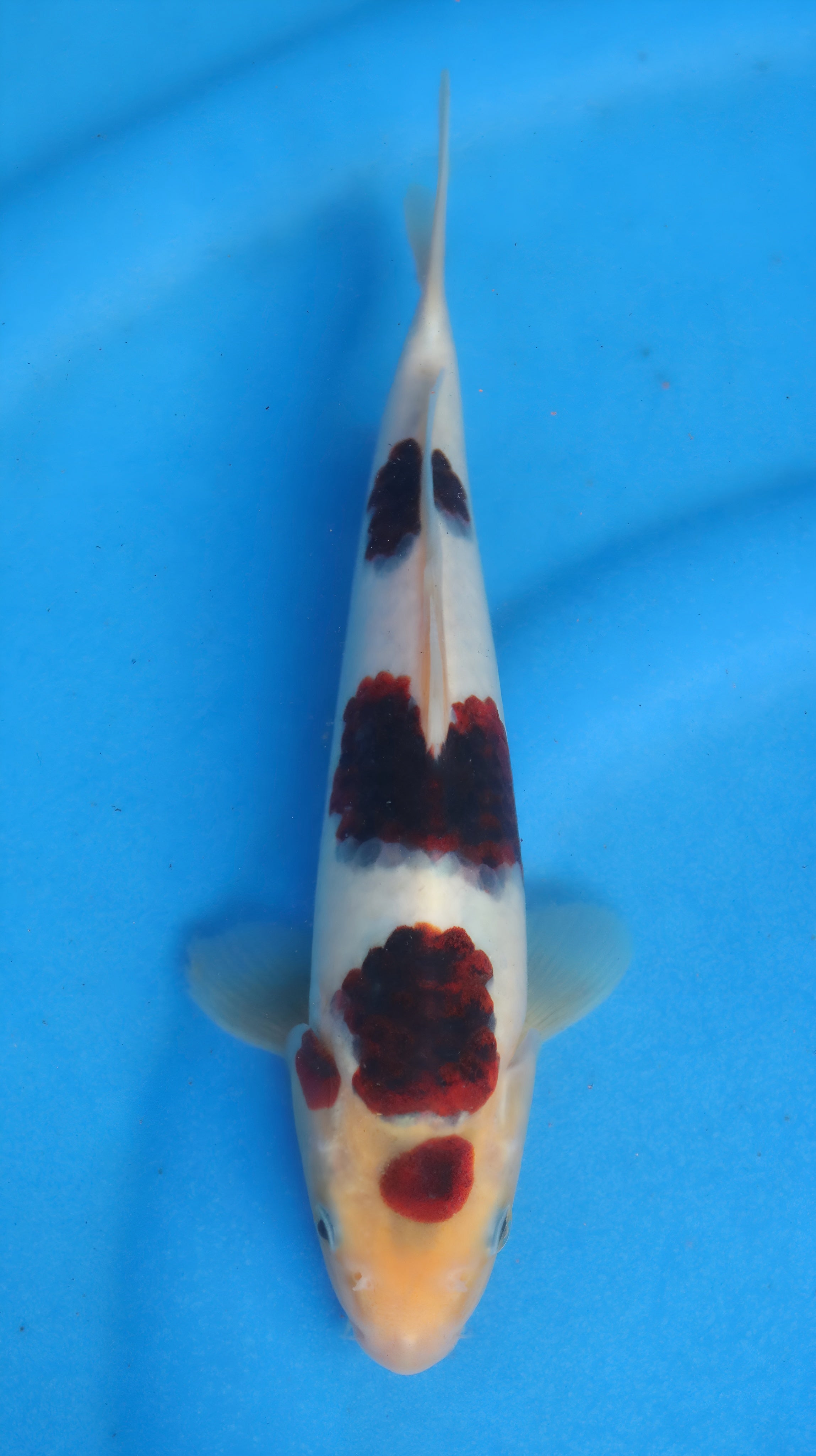 26OGT060S Budo goromo