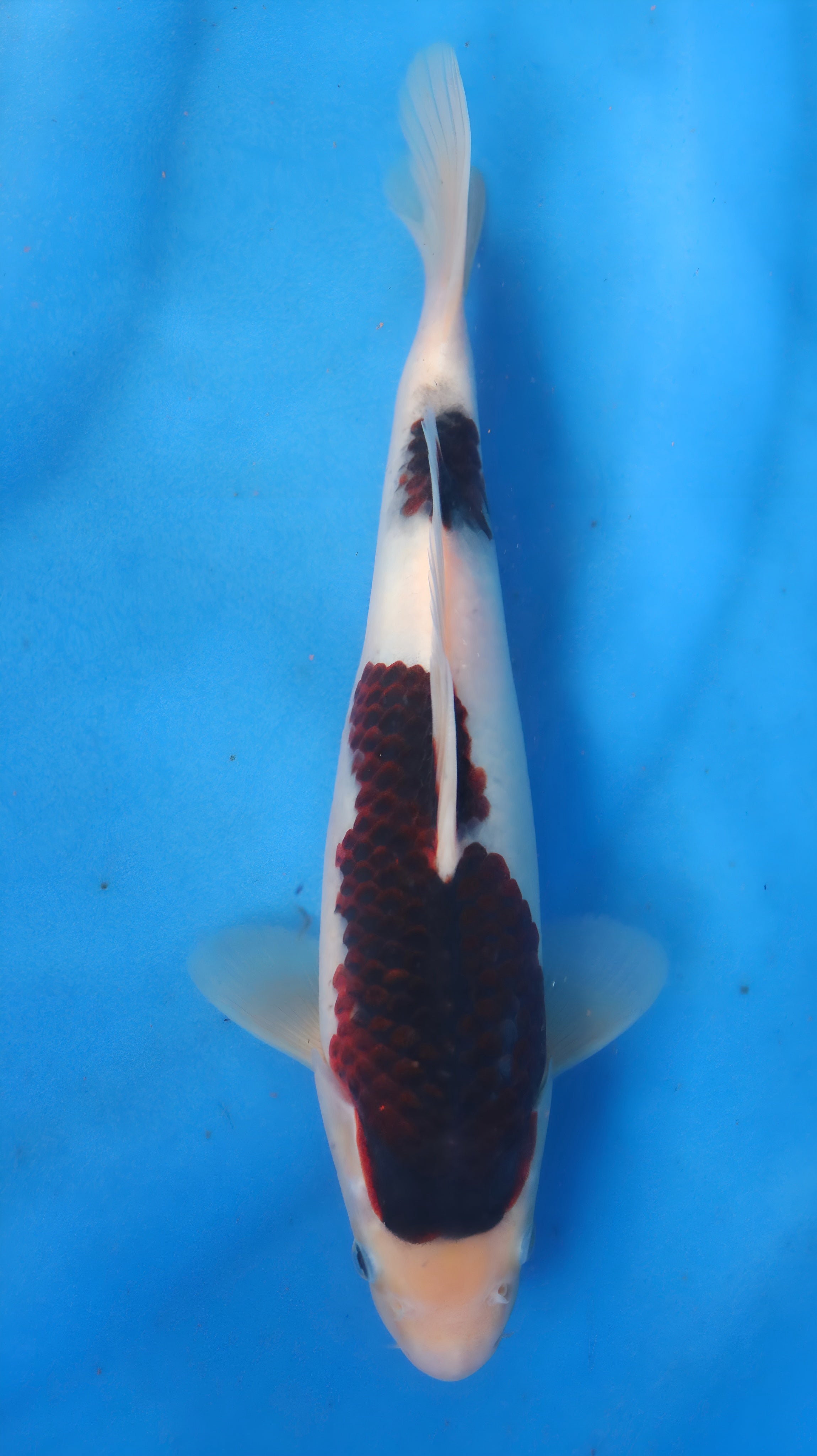 26OGT062S Budo goromo