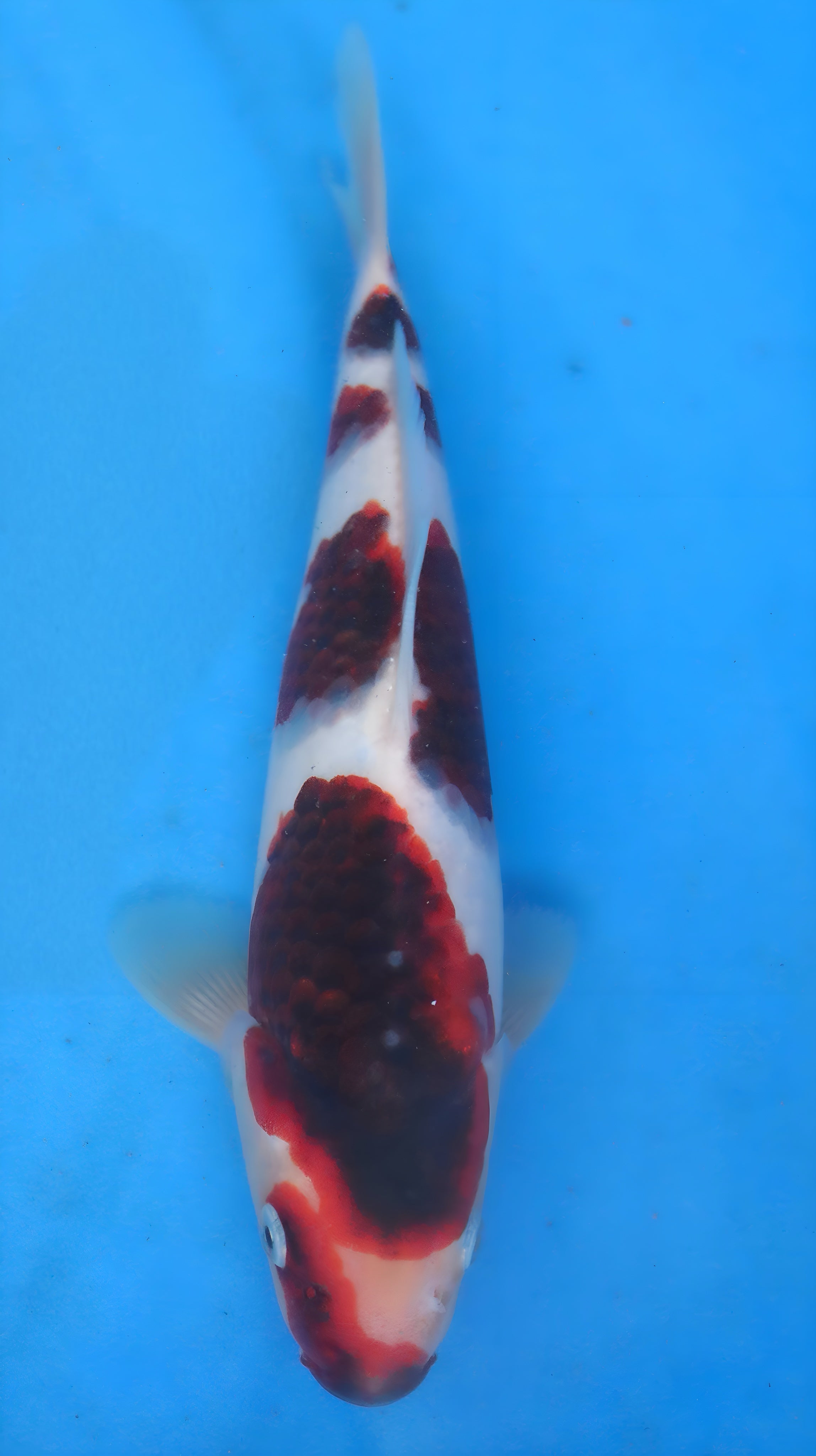 26OGT064S Budo goromo