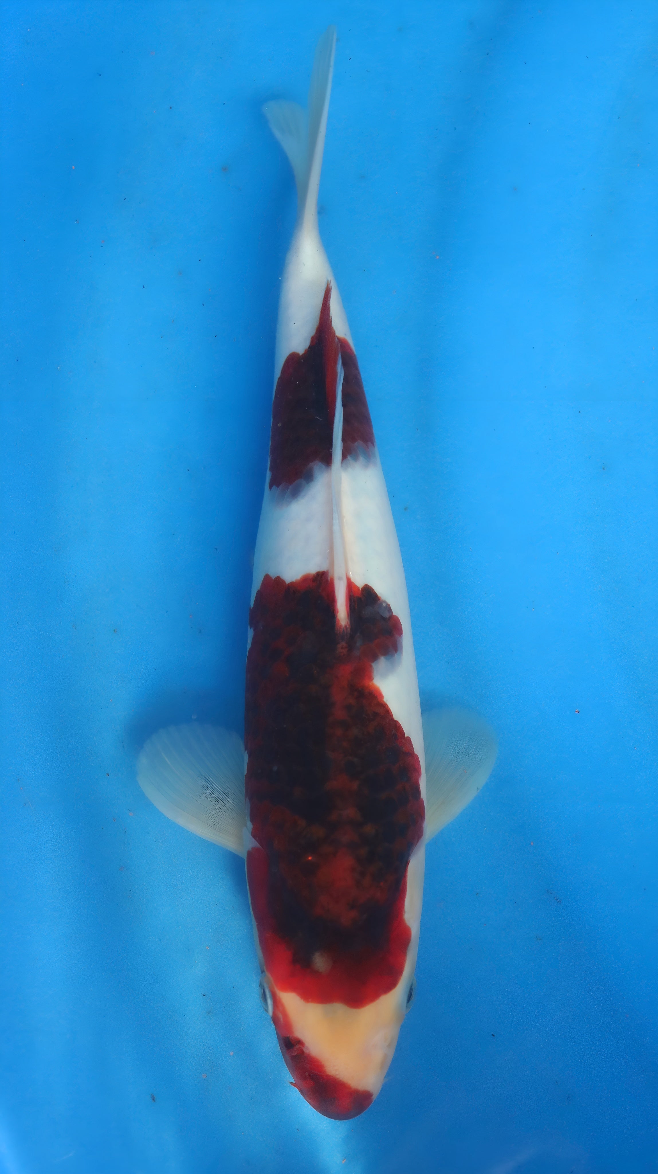 26OGT065S Budo goromo