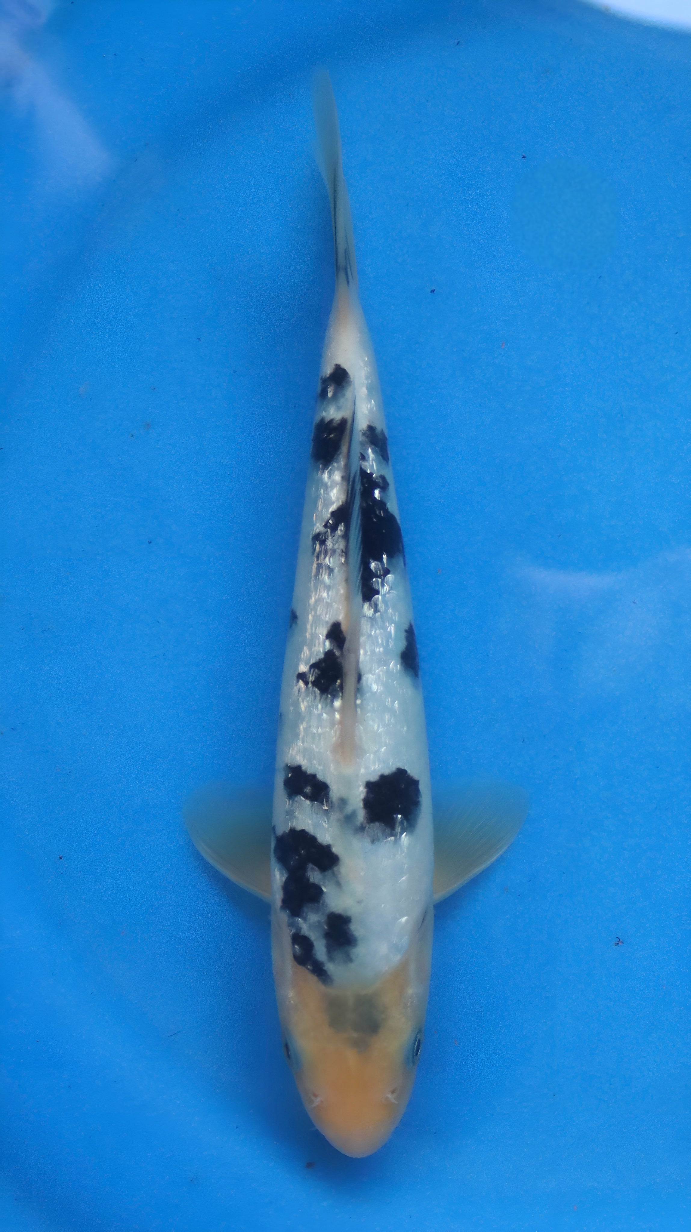 26OGT067S Ginrin Bekko