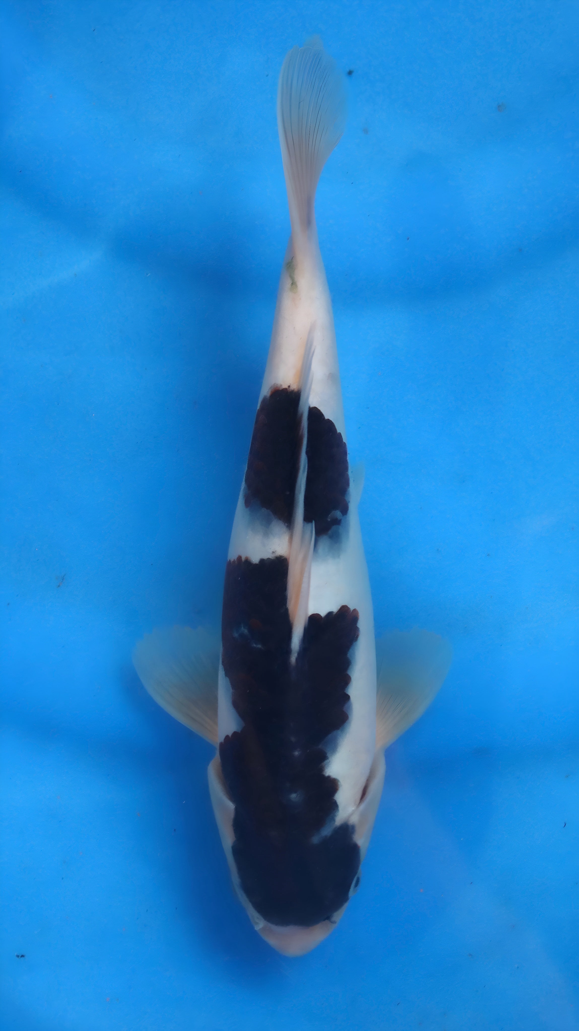 26OGT069S Sumi goromo