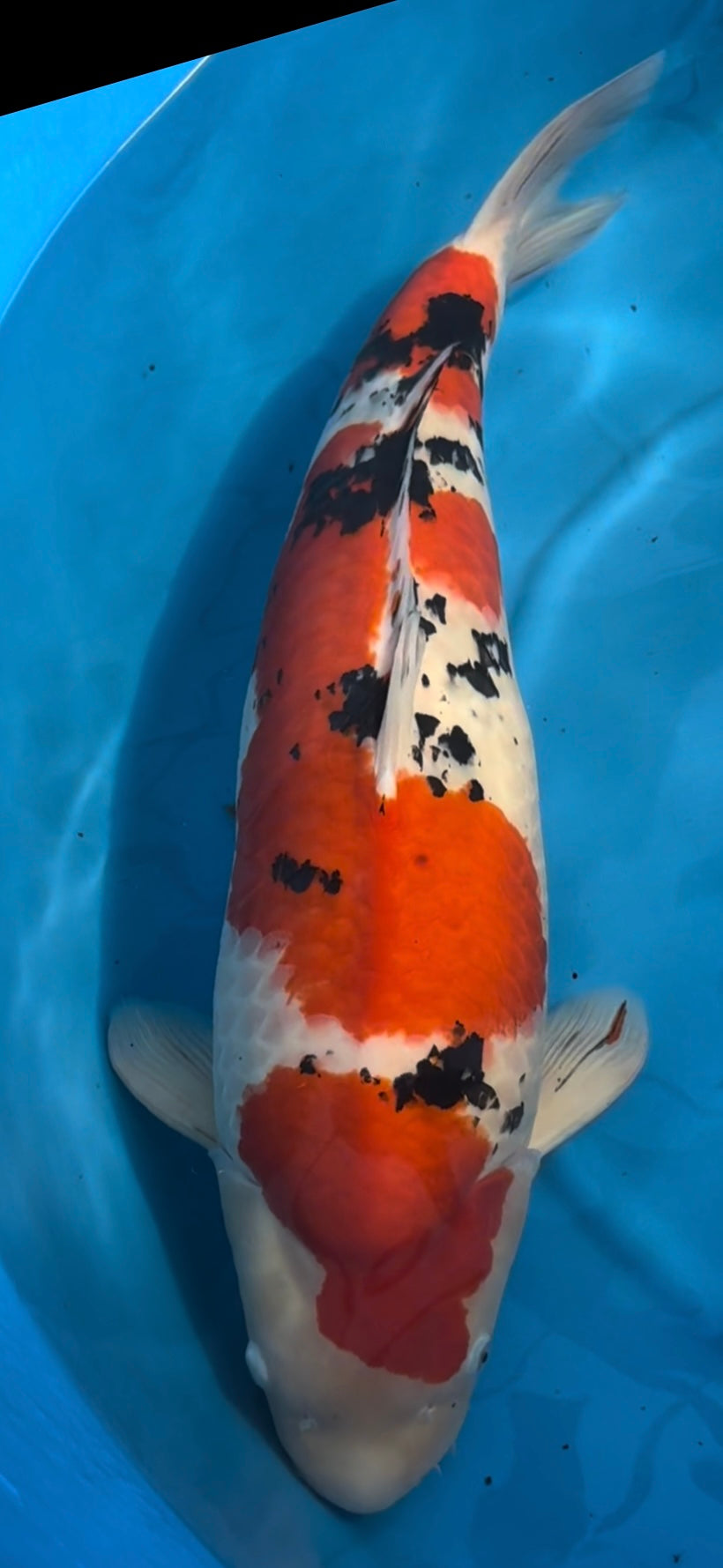 26SFF001S Sanke
