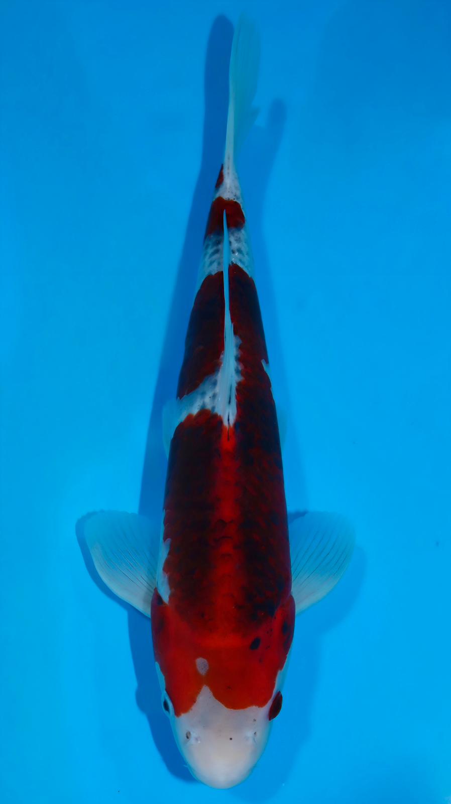 AUC0603 Ai goromo Certificated