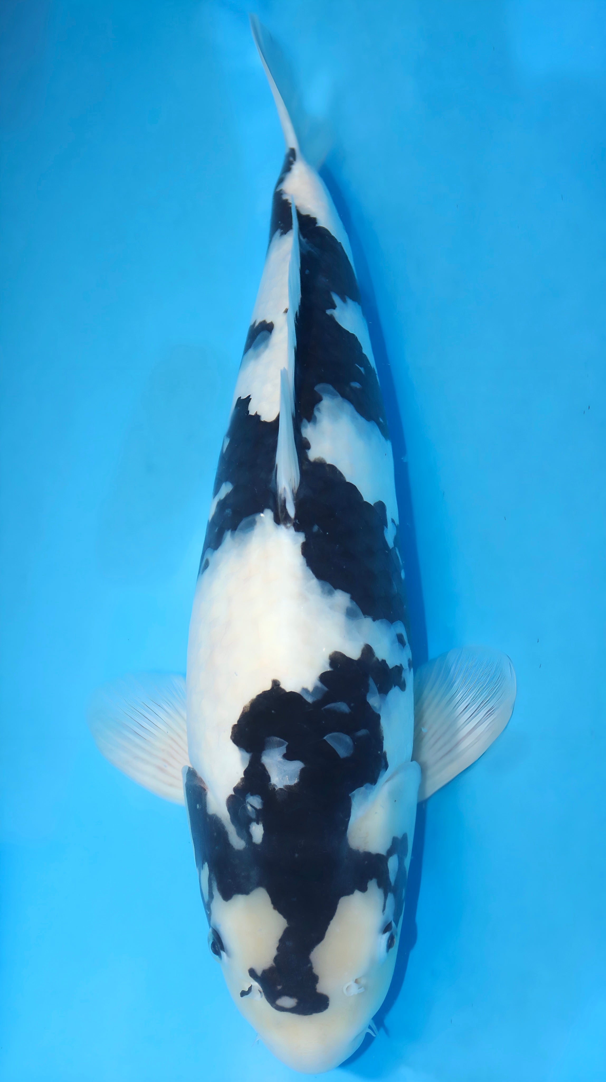 25NAR002S Shiro Utsuri