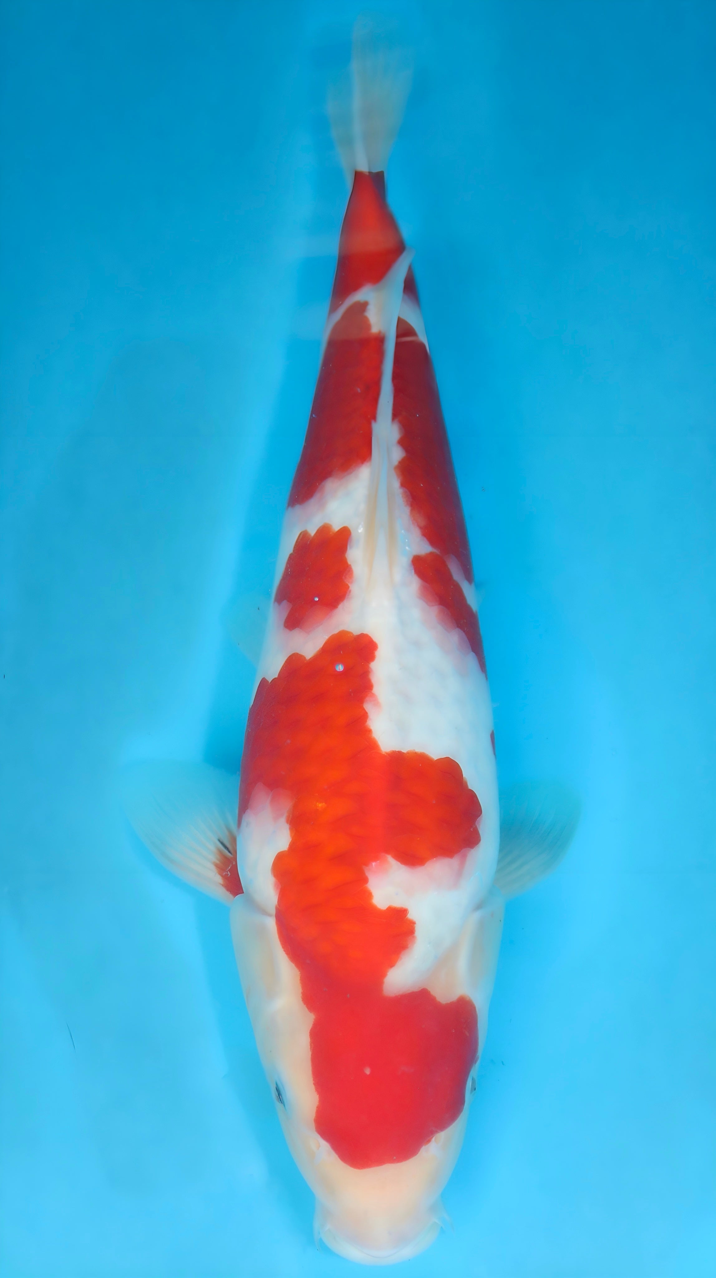 26SFF010S Kohaku