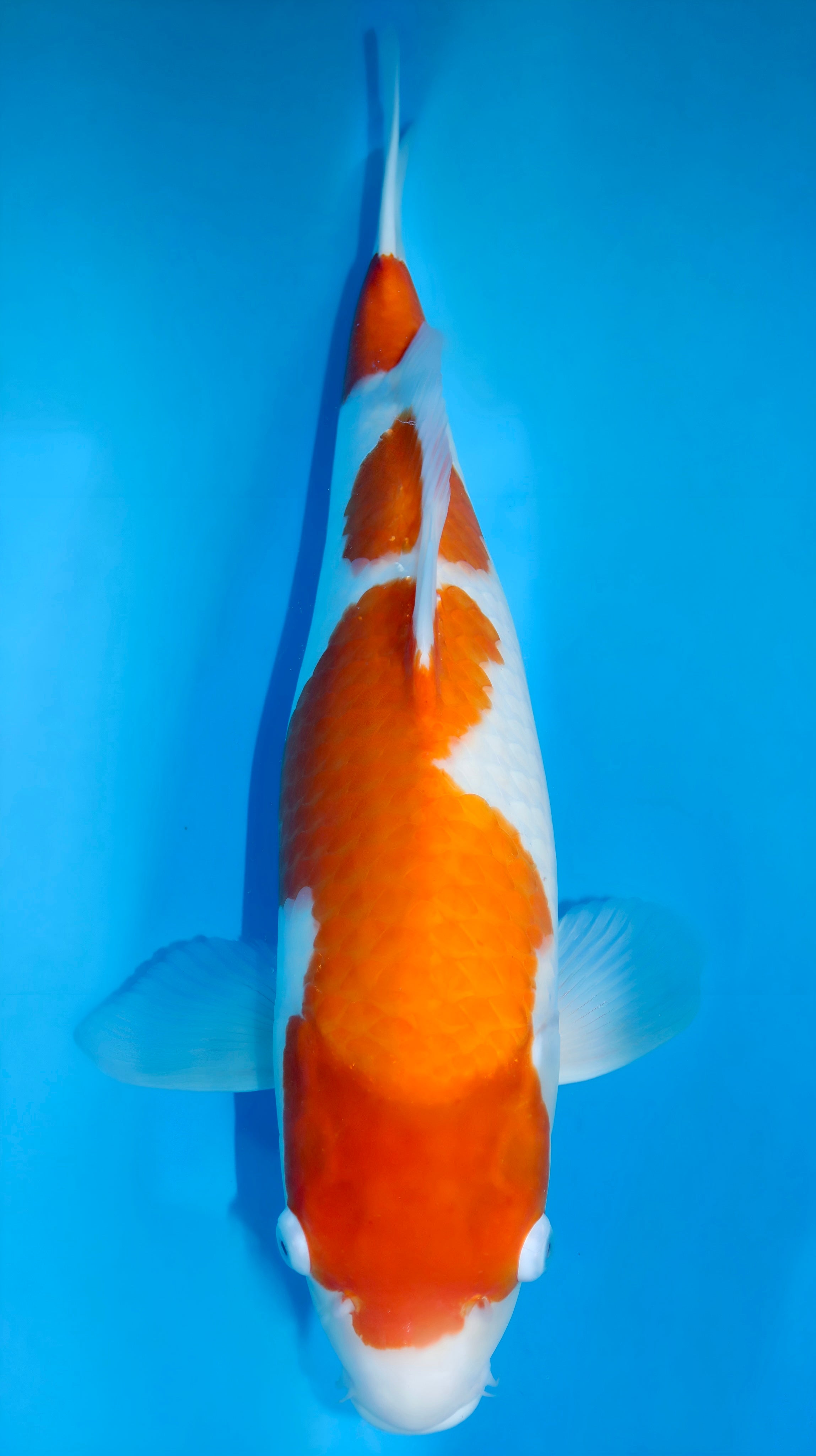 25SFF003S Kohaku