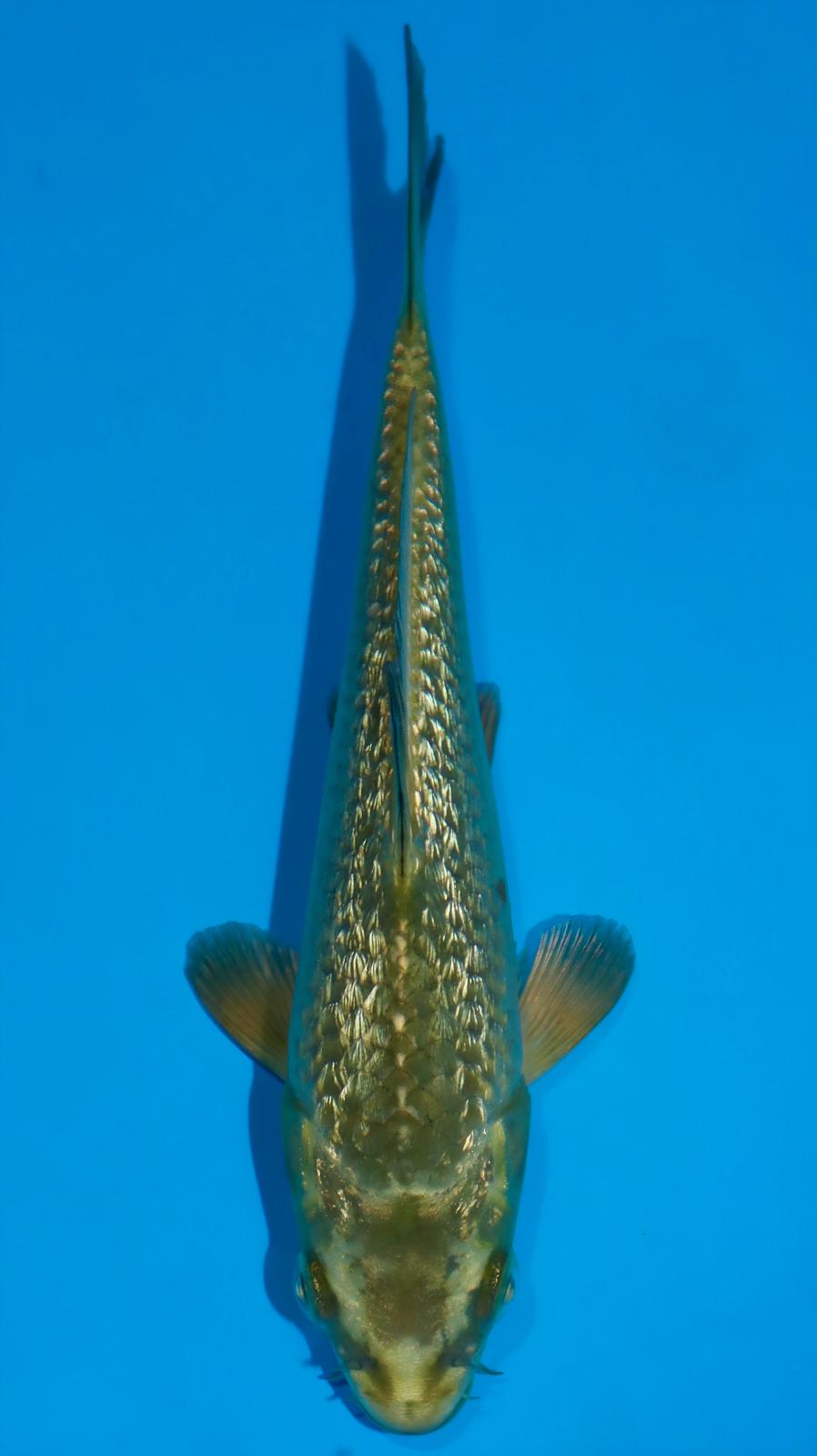 AUC0604 Ginrin kin Chagoi