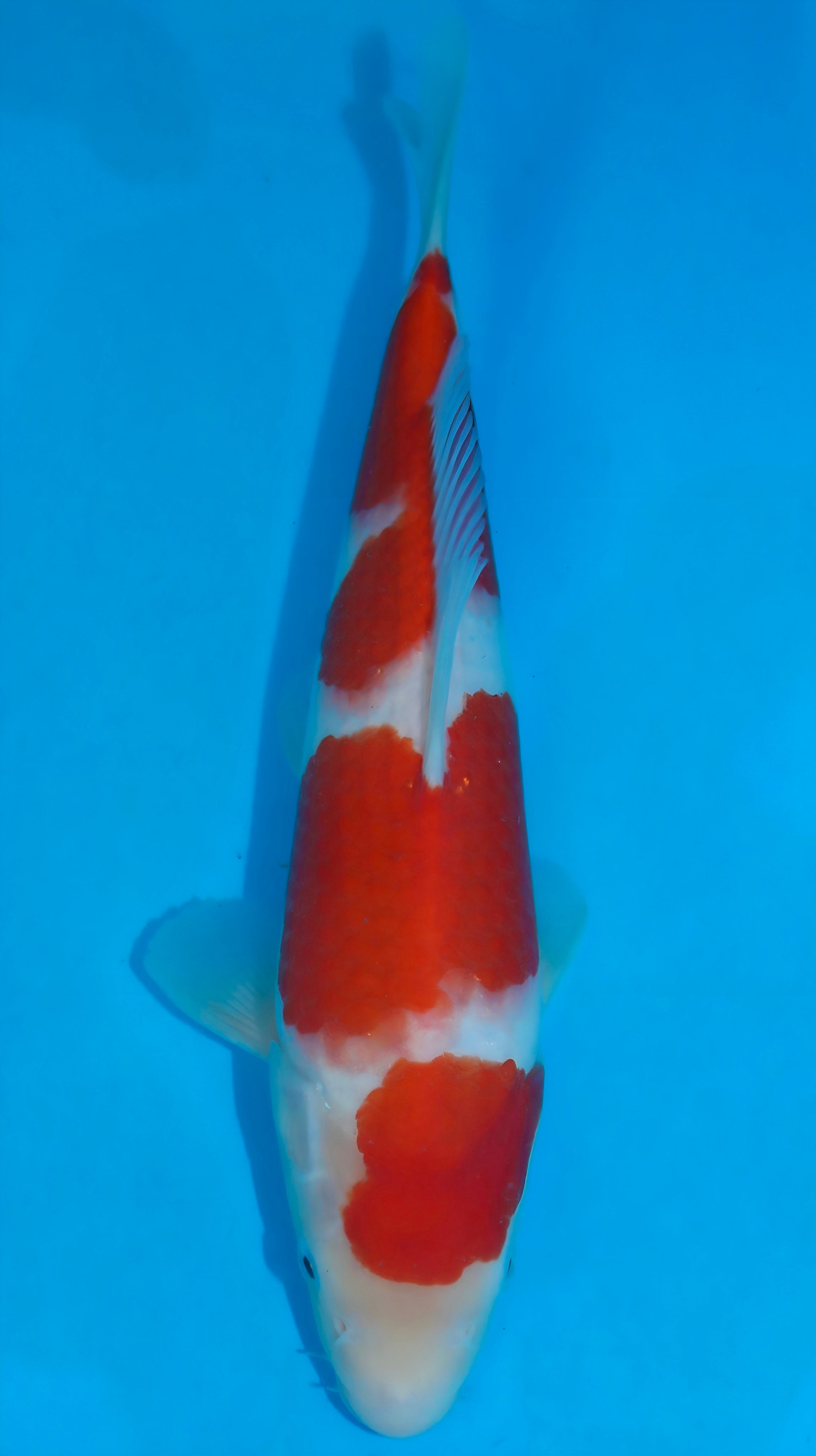 26SFF039S Kohaku