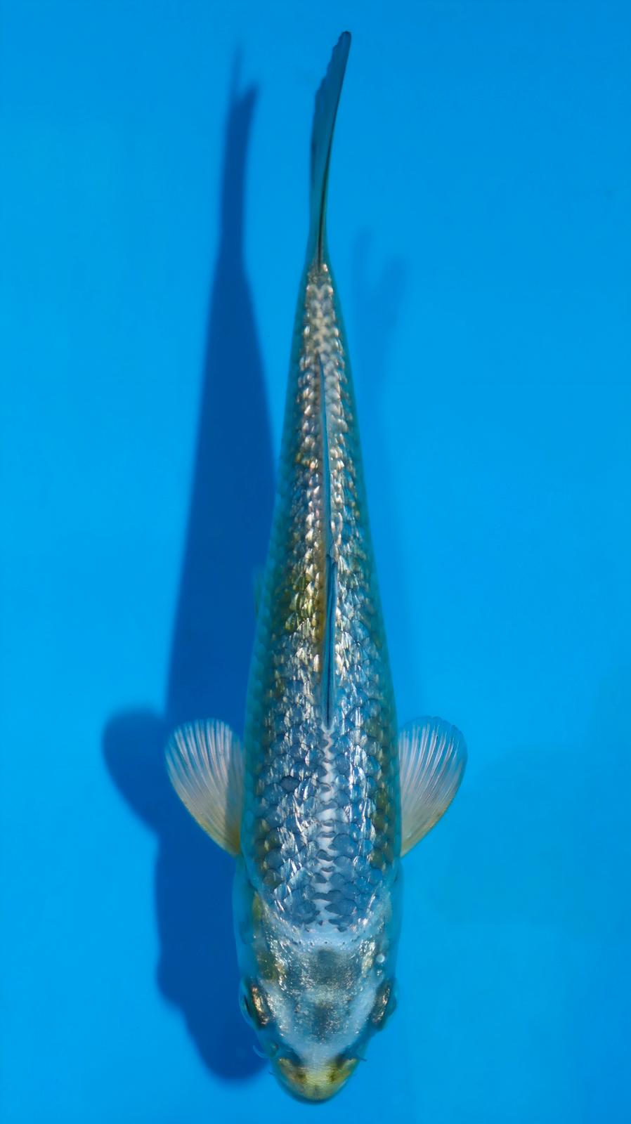 AUC0605 Ginrin kogane Ochiba