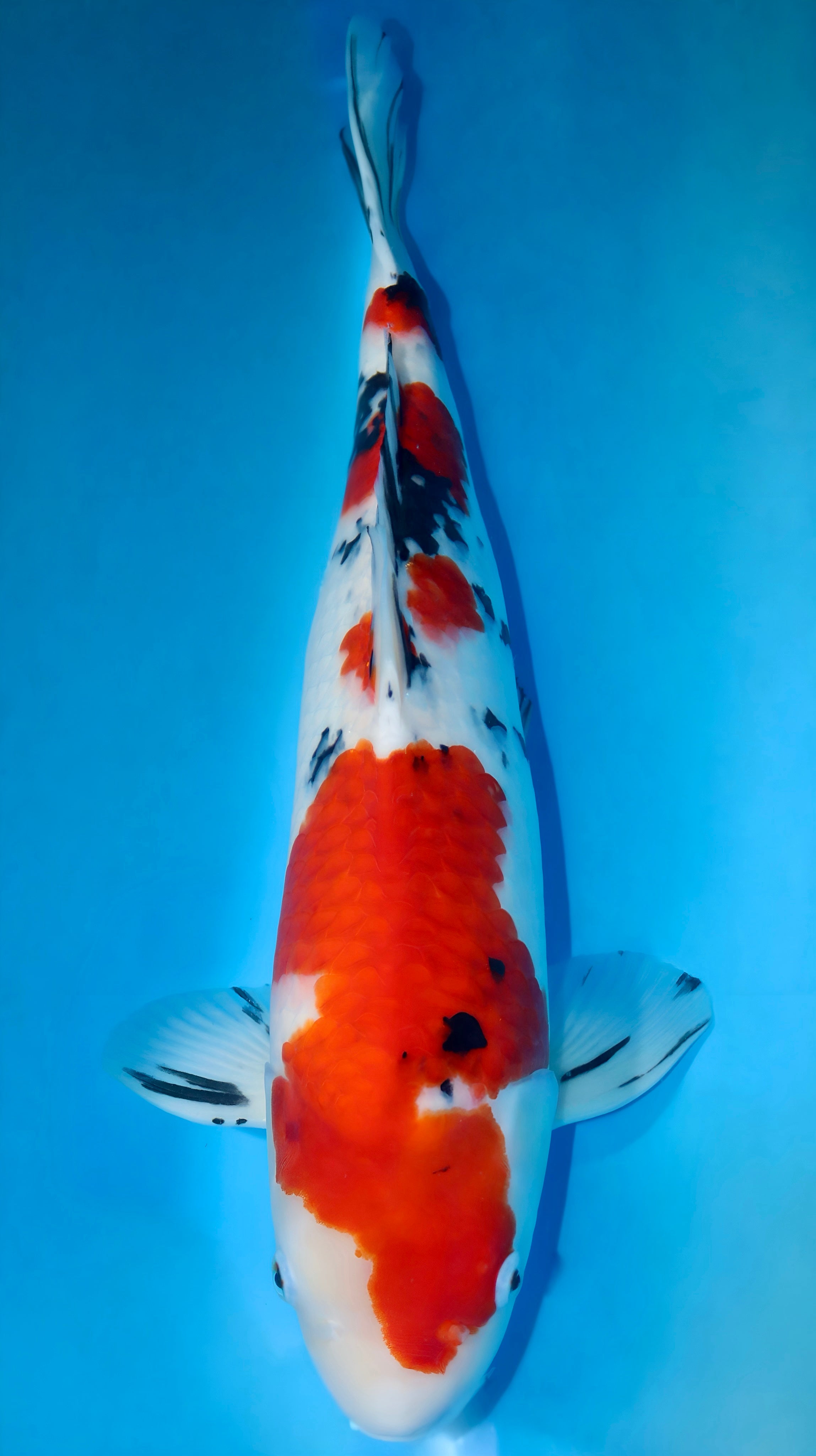 25SFF009S Sanke
