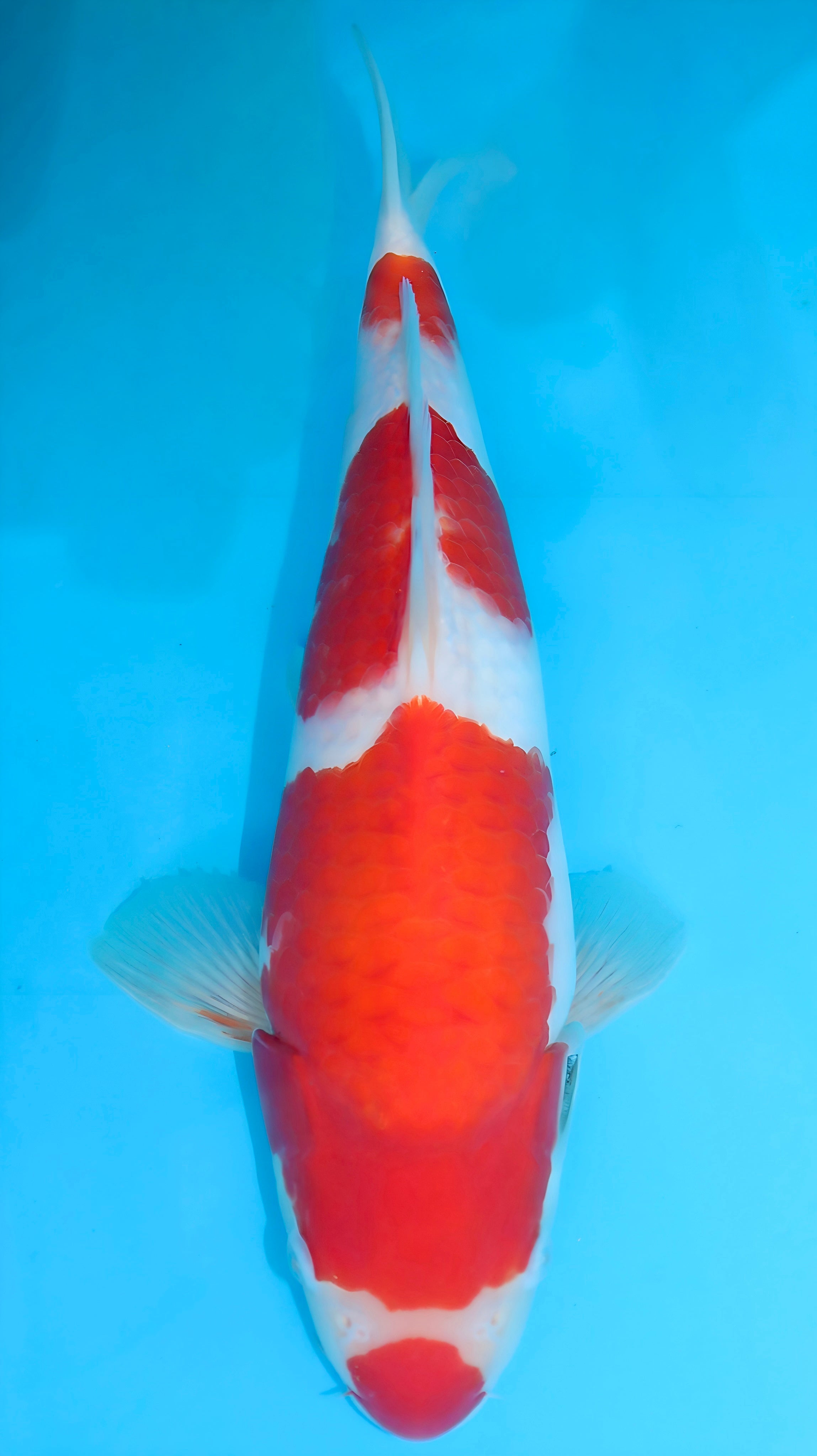 26SFF003S Kohaku