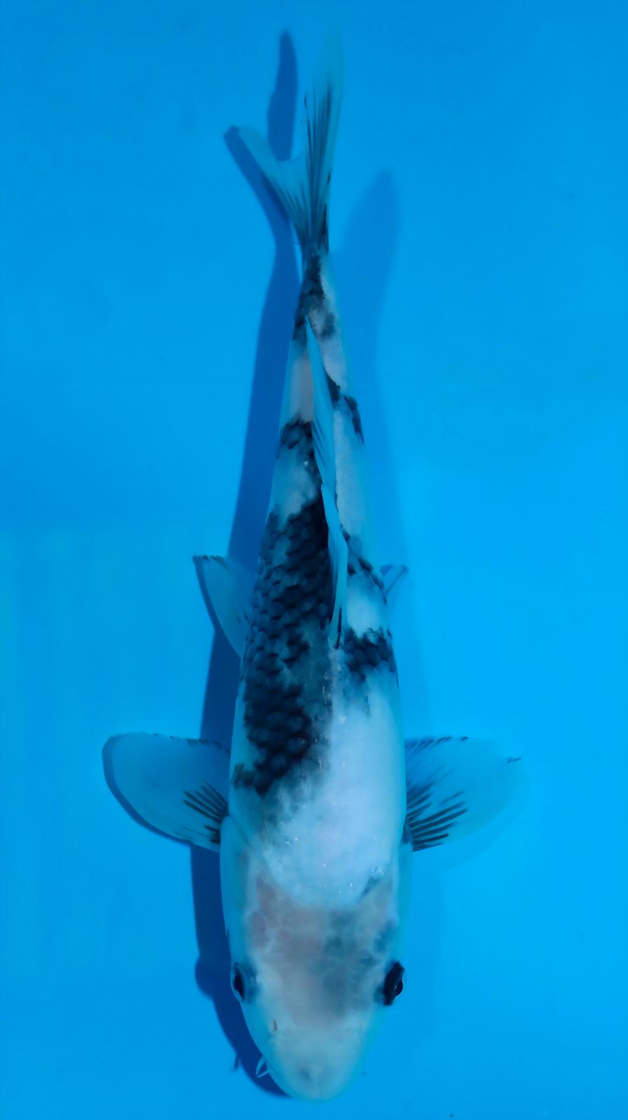 AUC0606 ⁠Shiro Utsuri