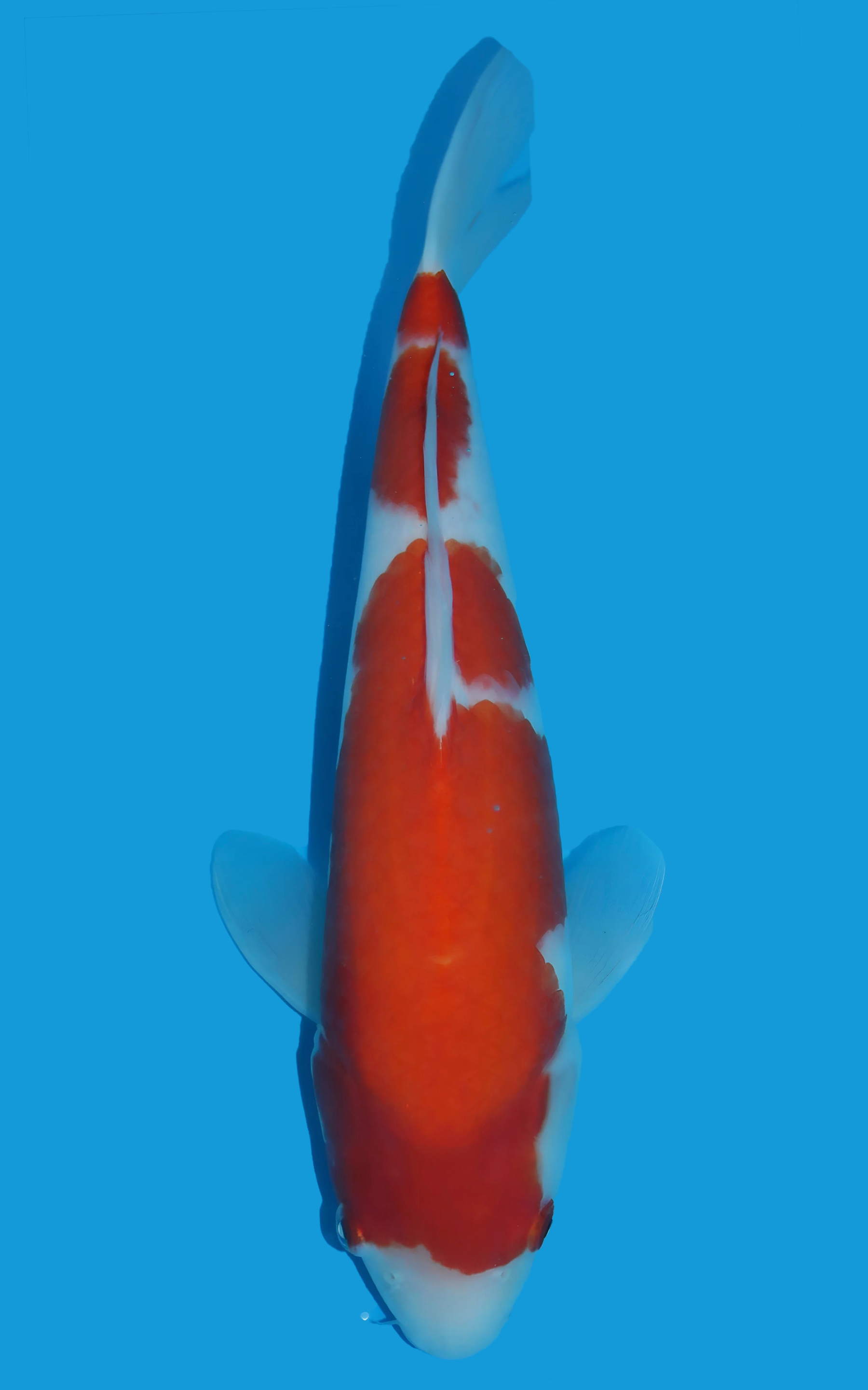 25SFP017 kohaku