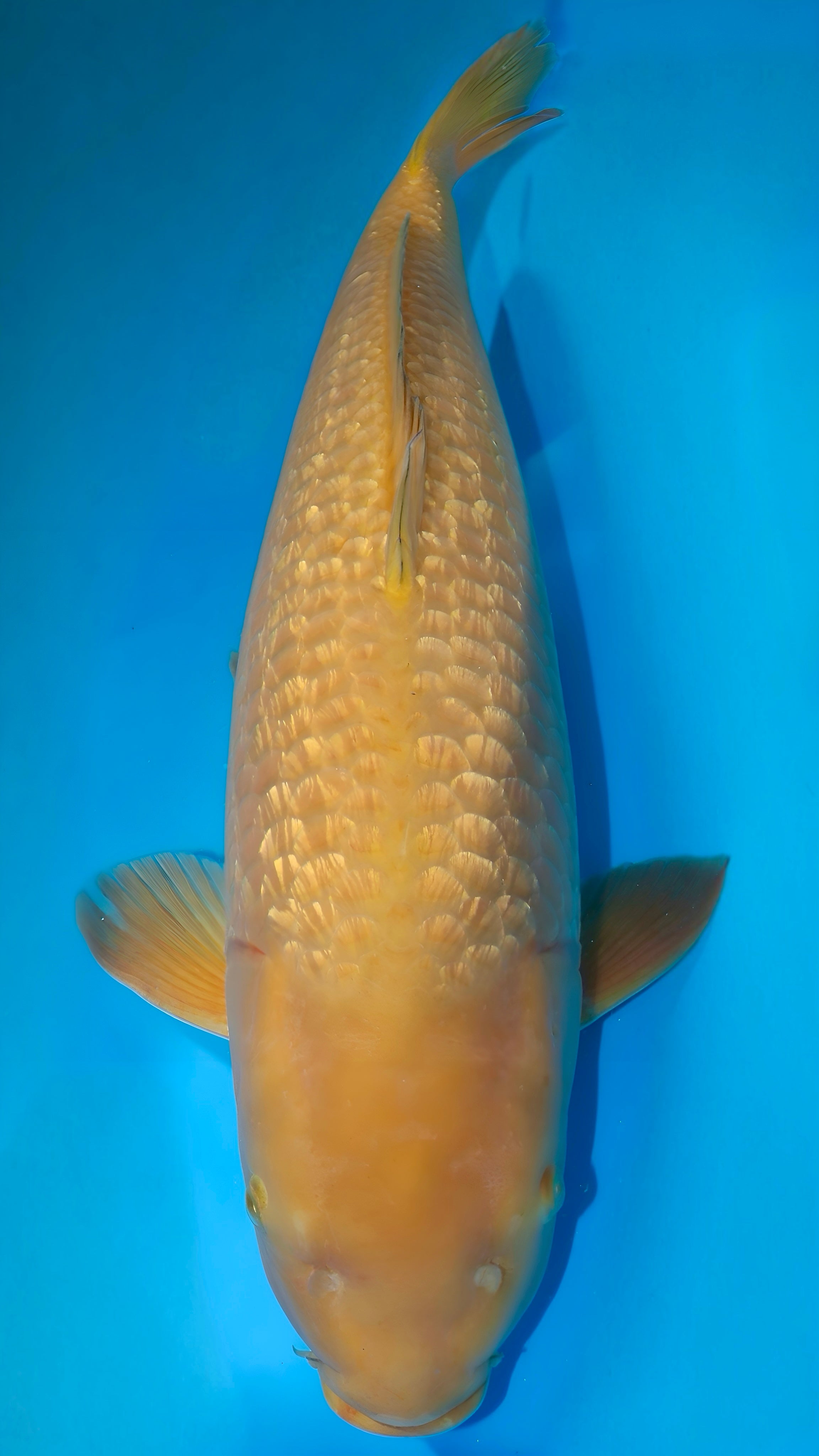 25OGT001S Ginrin Chagoi