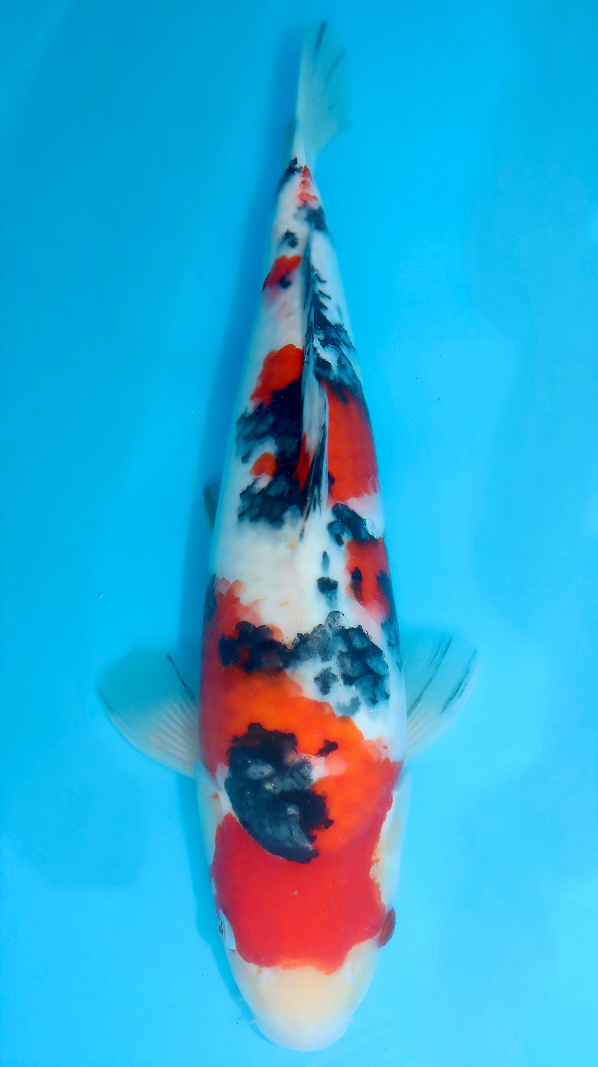 26SFF012S Sanke