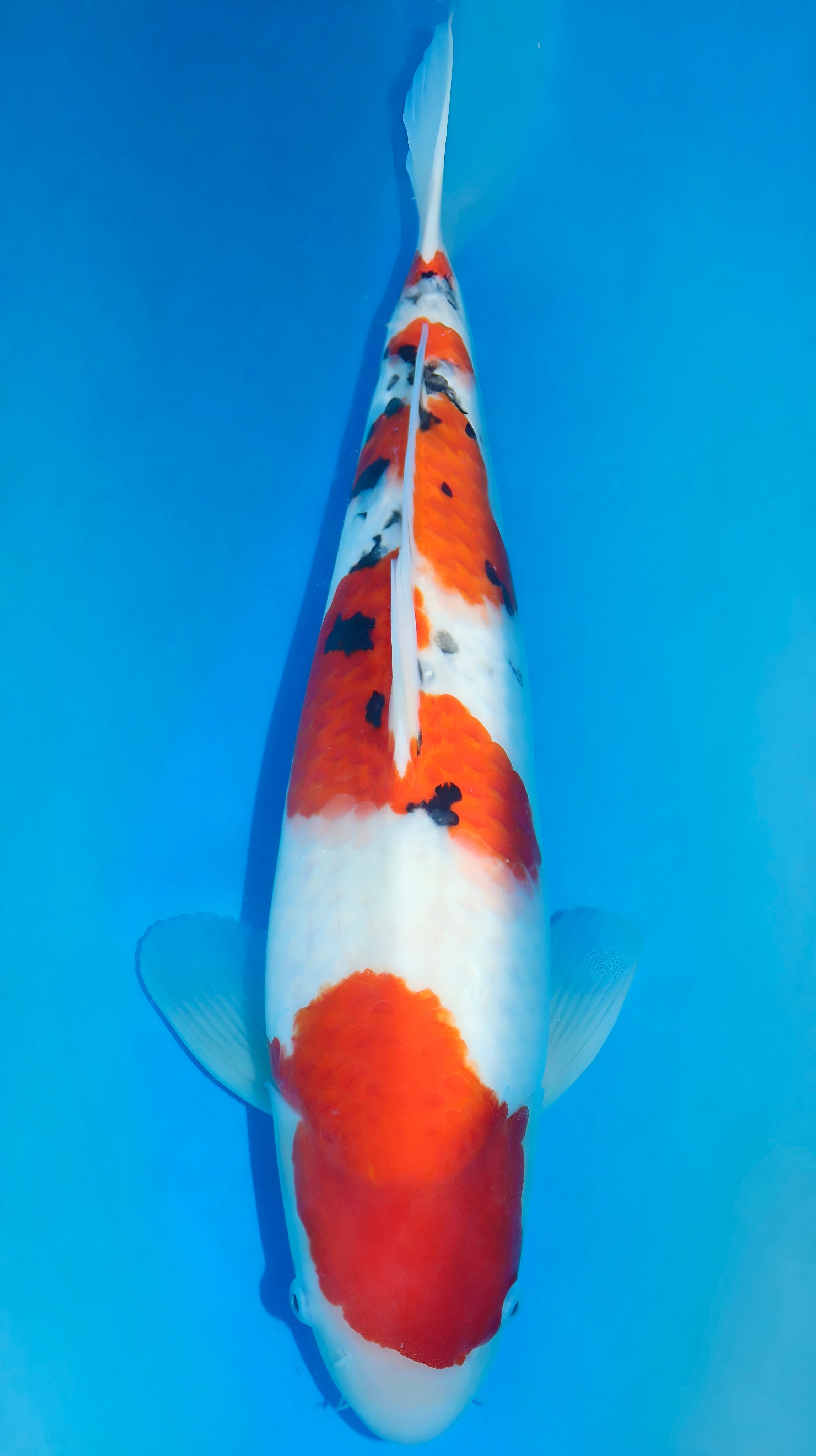 25SFF008S Sanke