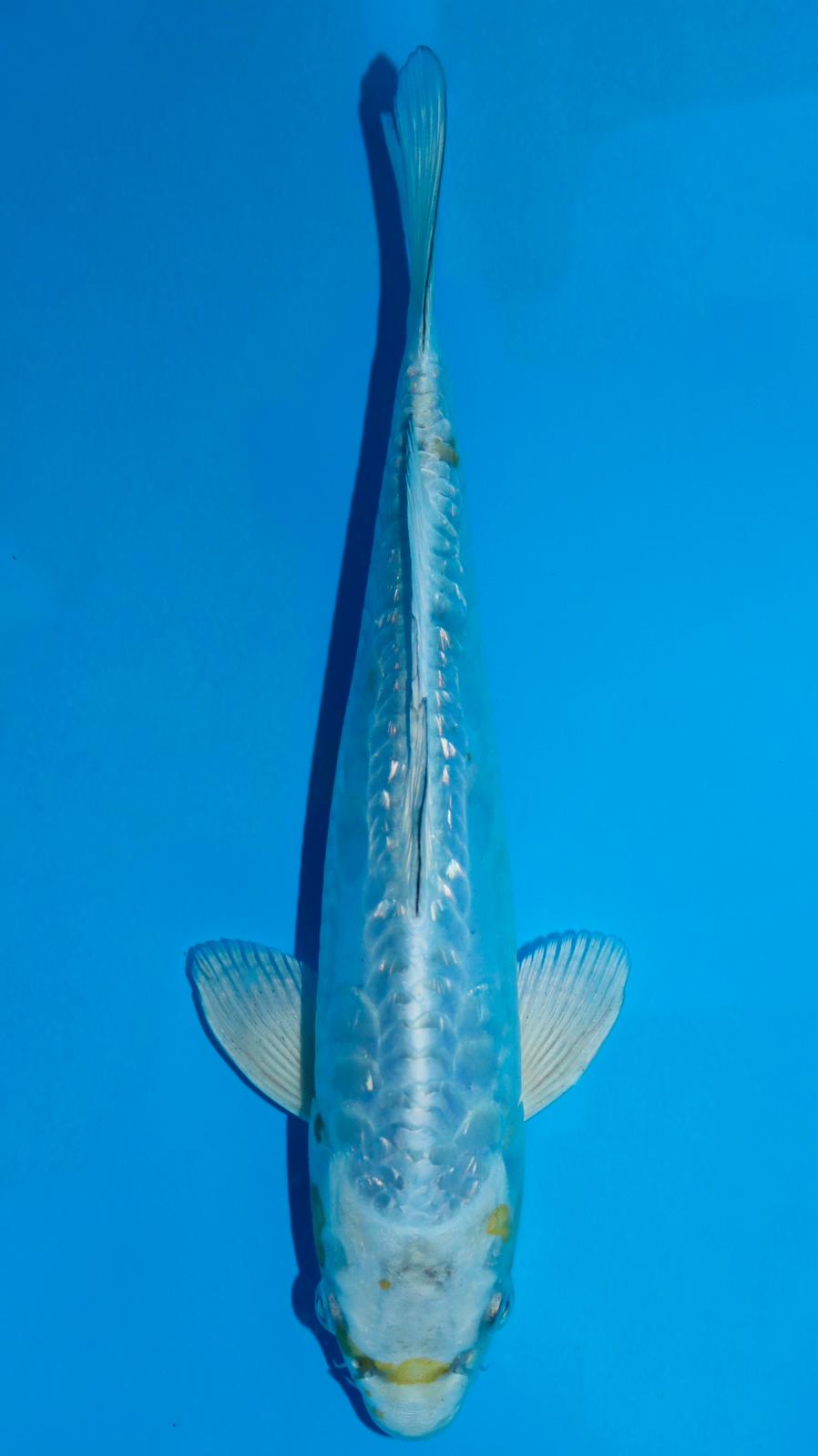 AUC0607 Aragoke Ginrin metallic Hariwake