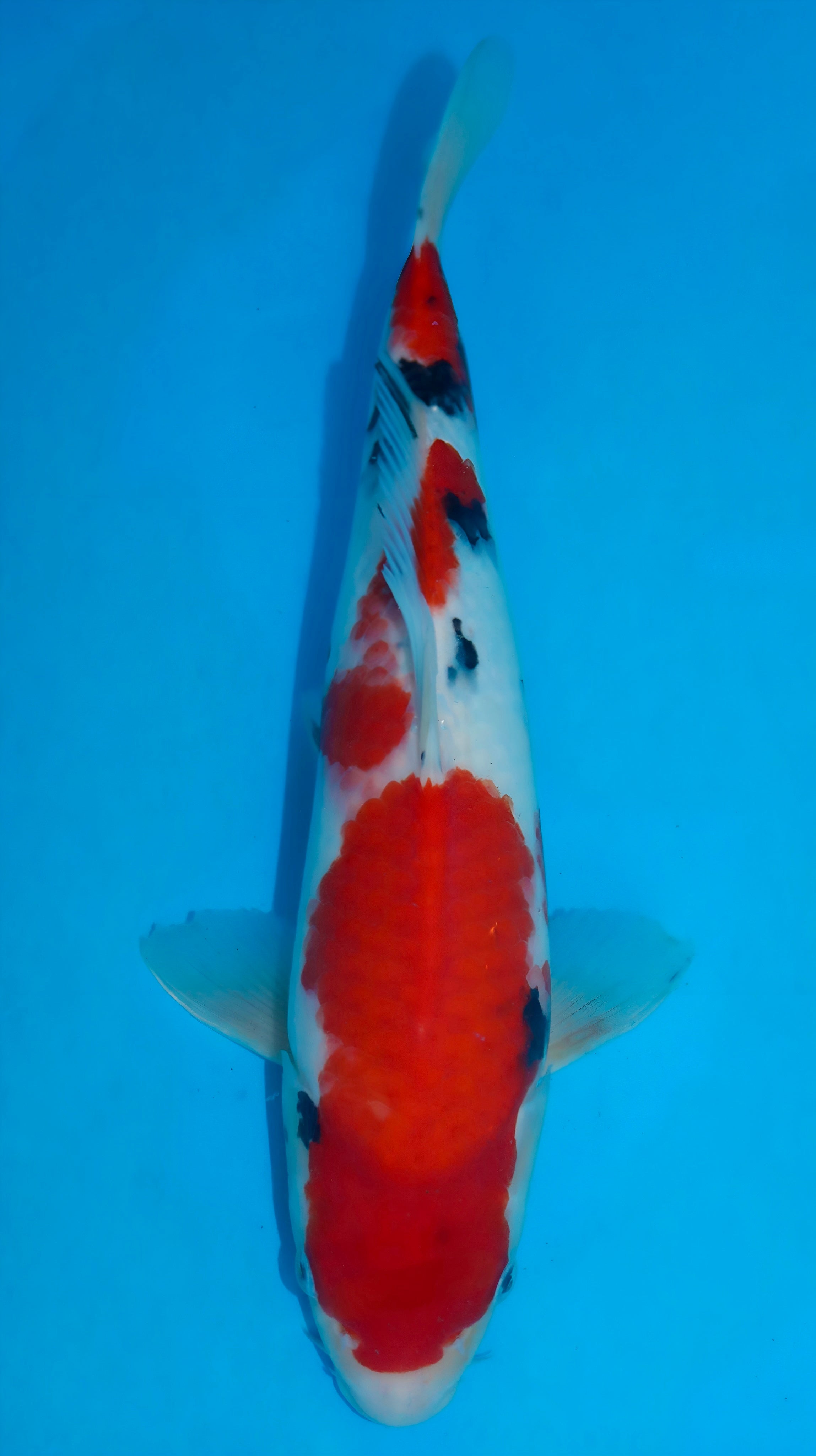 26SFF030S Sanke