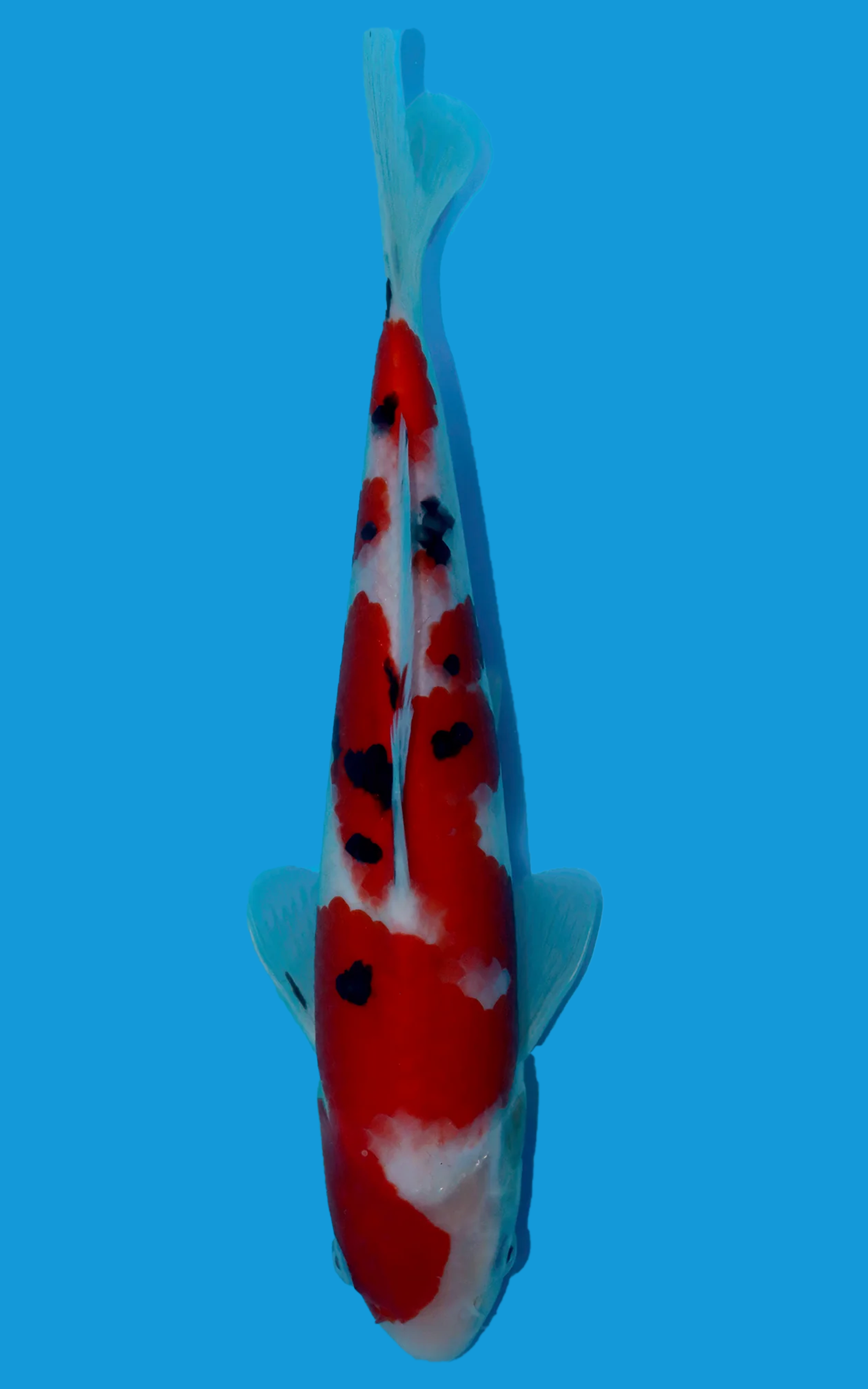 25SFF015S Sanke