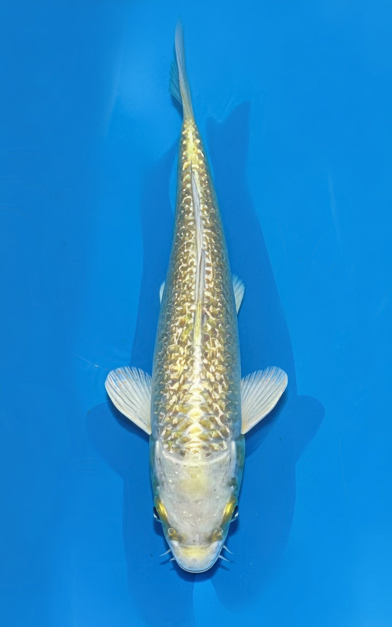 AU004 Ginrin Ogon