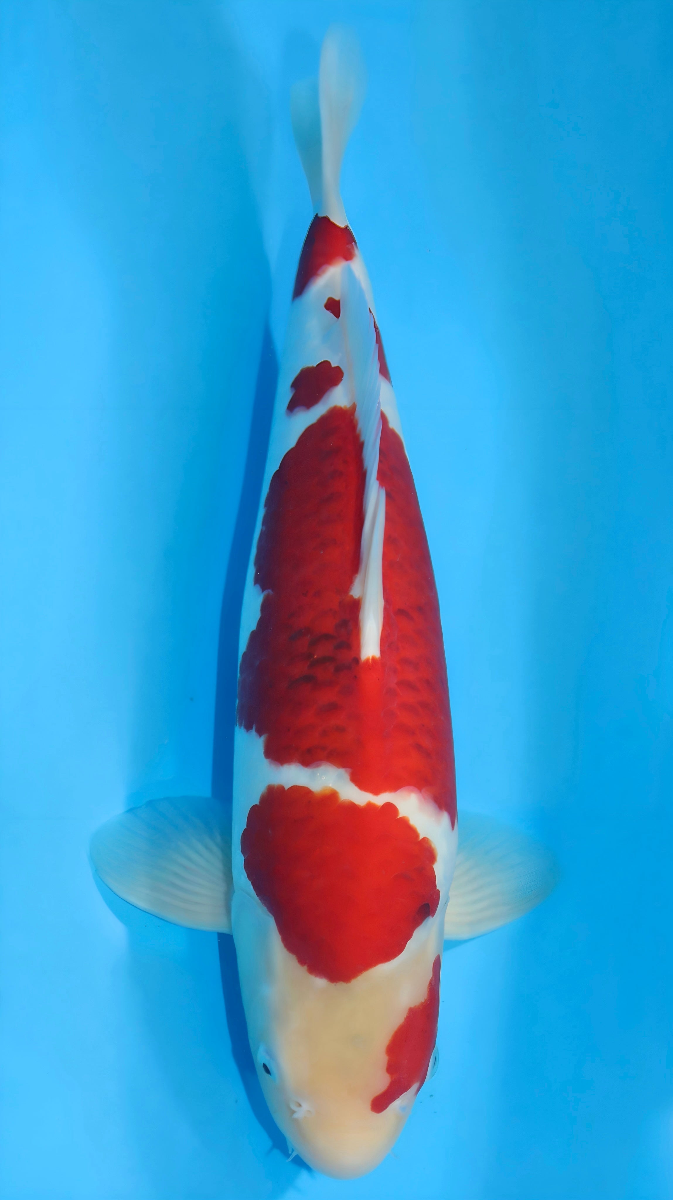 25NAR001S Ai Goromo