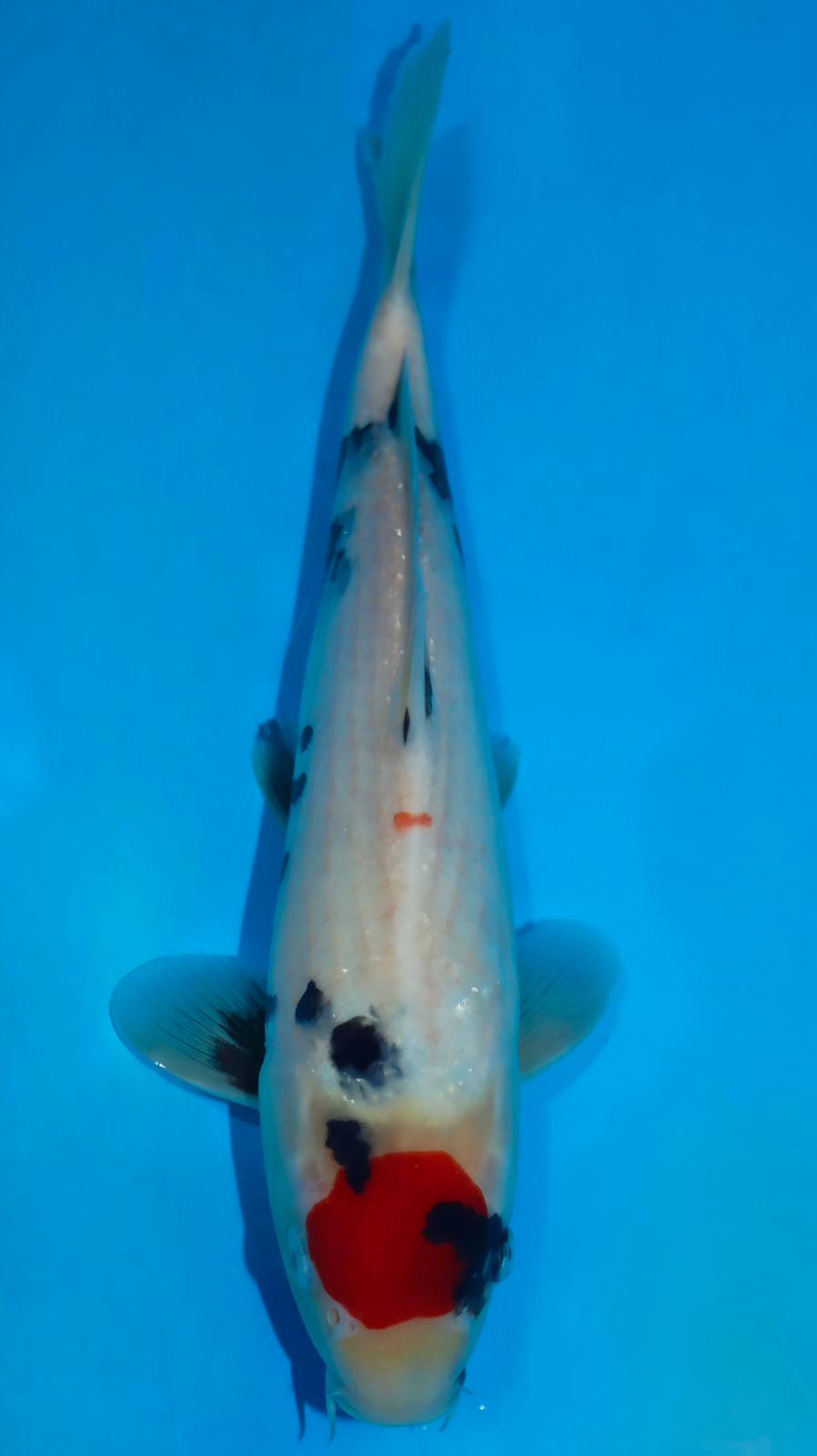 AUC0609 Tancho Sanke Certificated