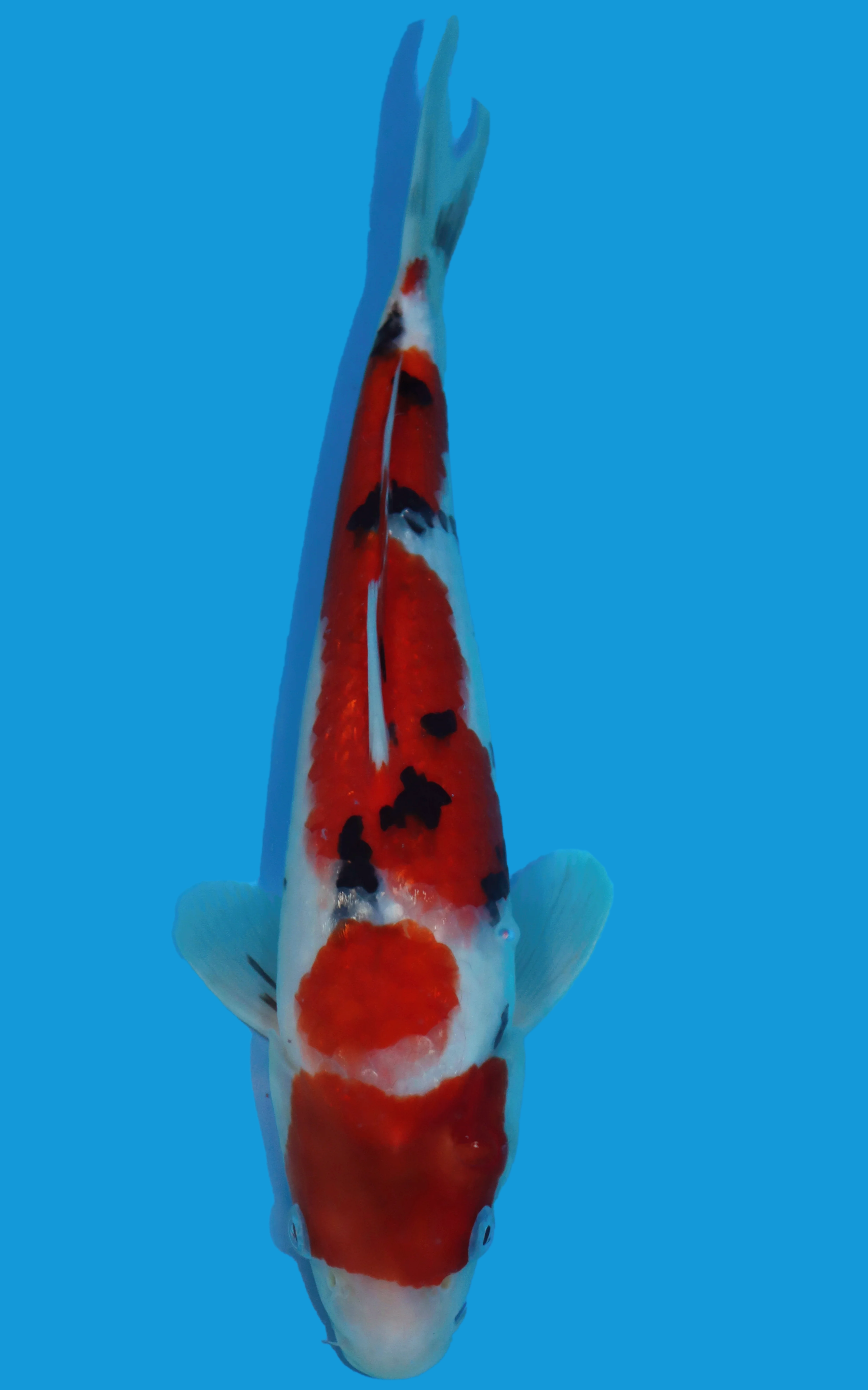 25SFF014S Sanke