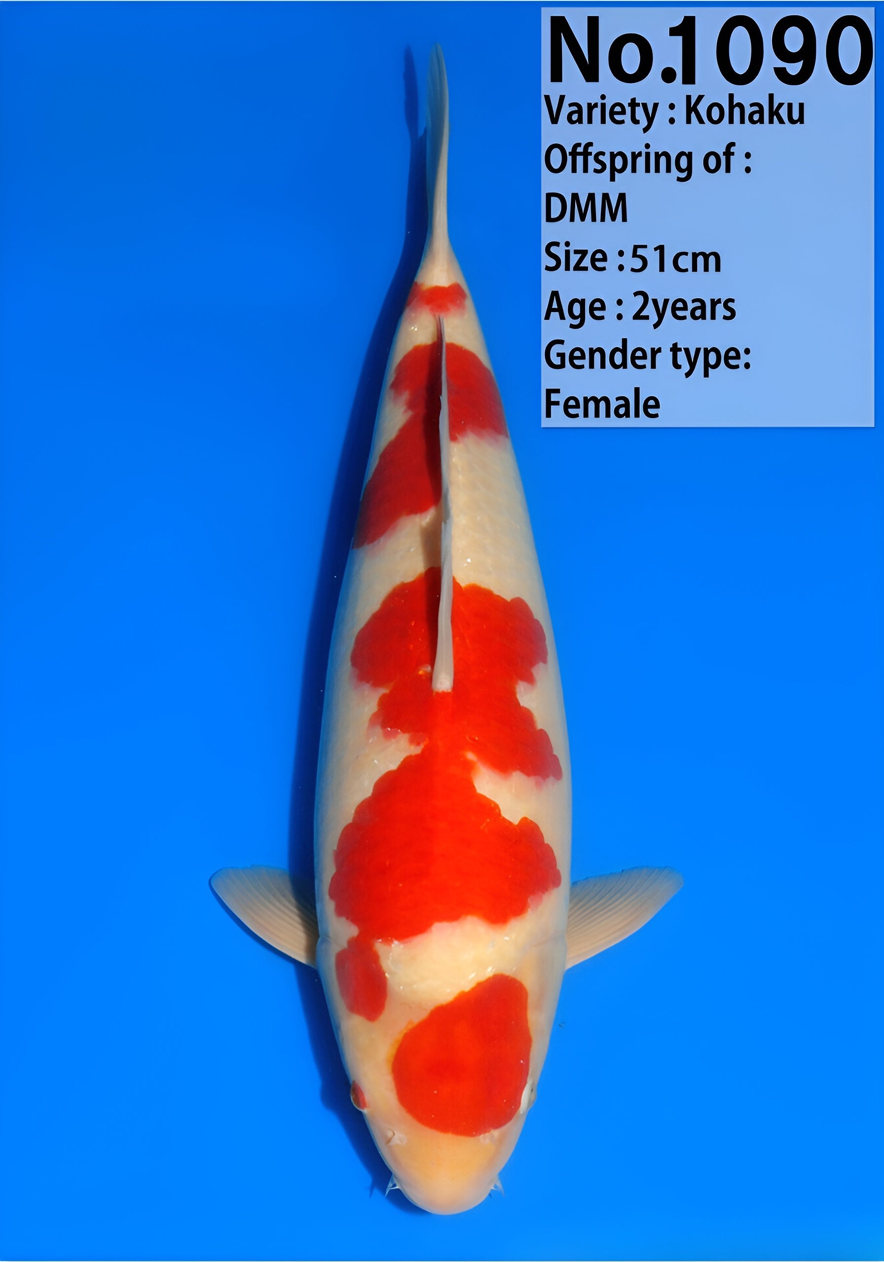 DNG1090 Kohaku