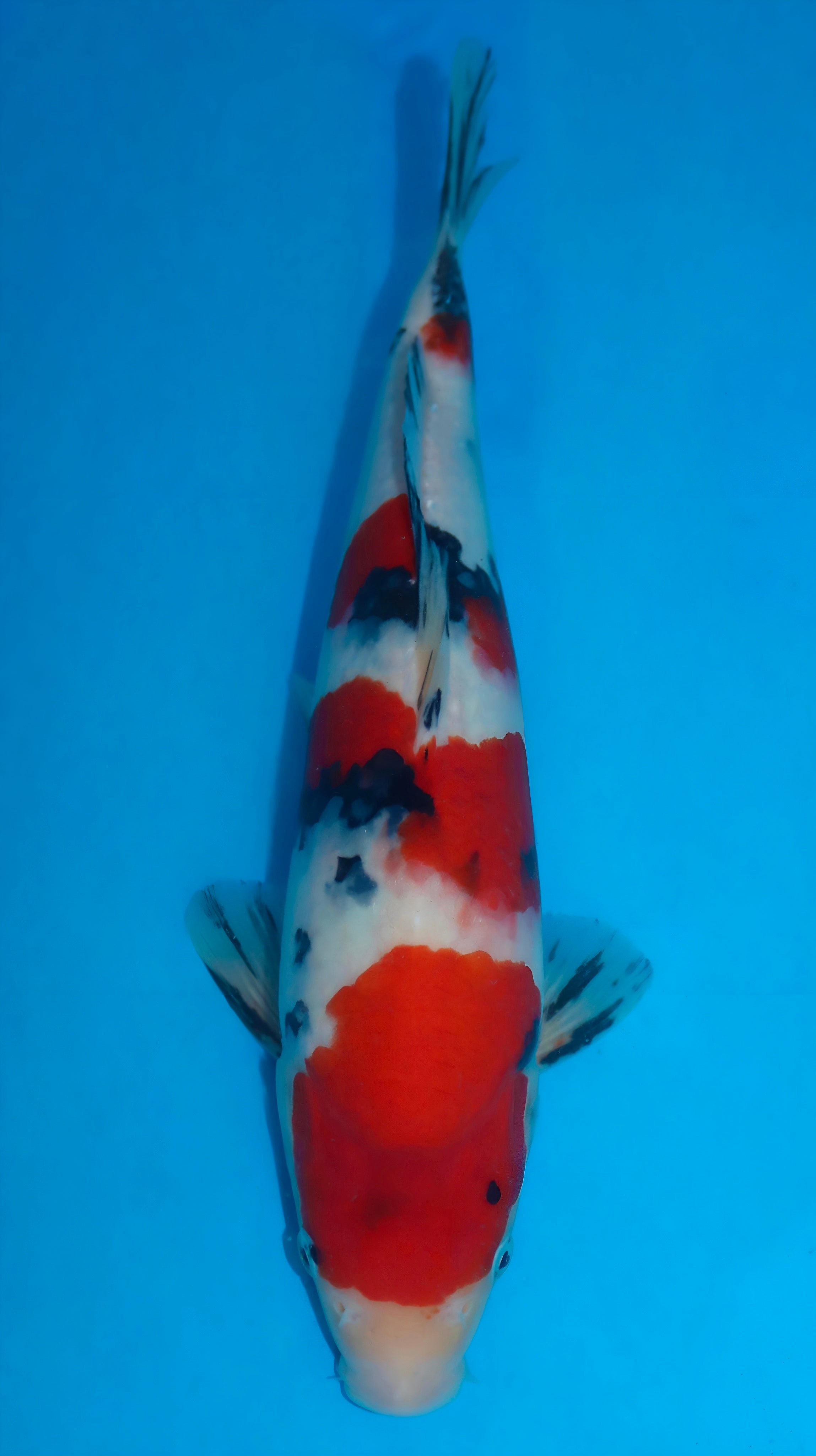 26SFF035S Sanke